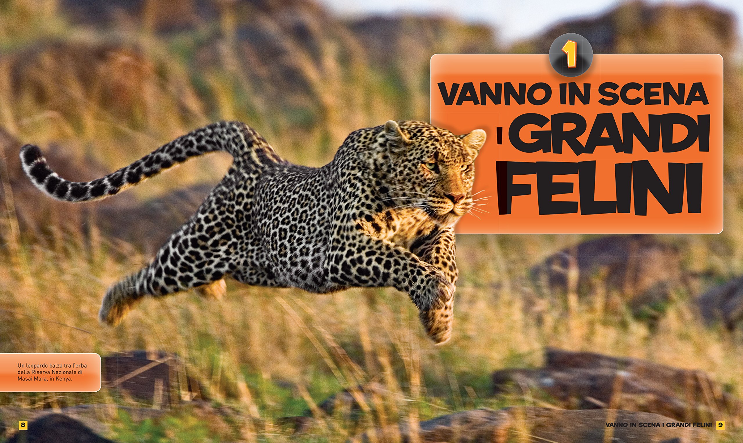 National Geographic Kids Tutto sui felini libro edizione a colori