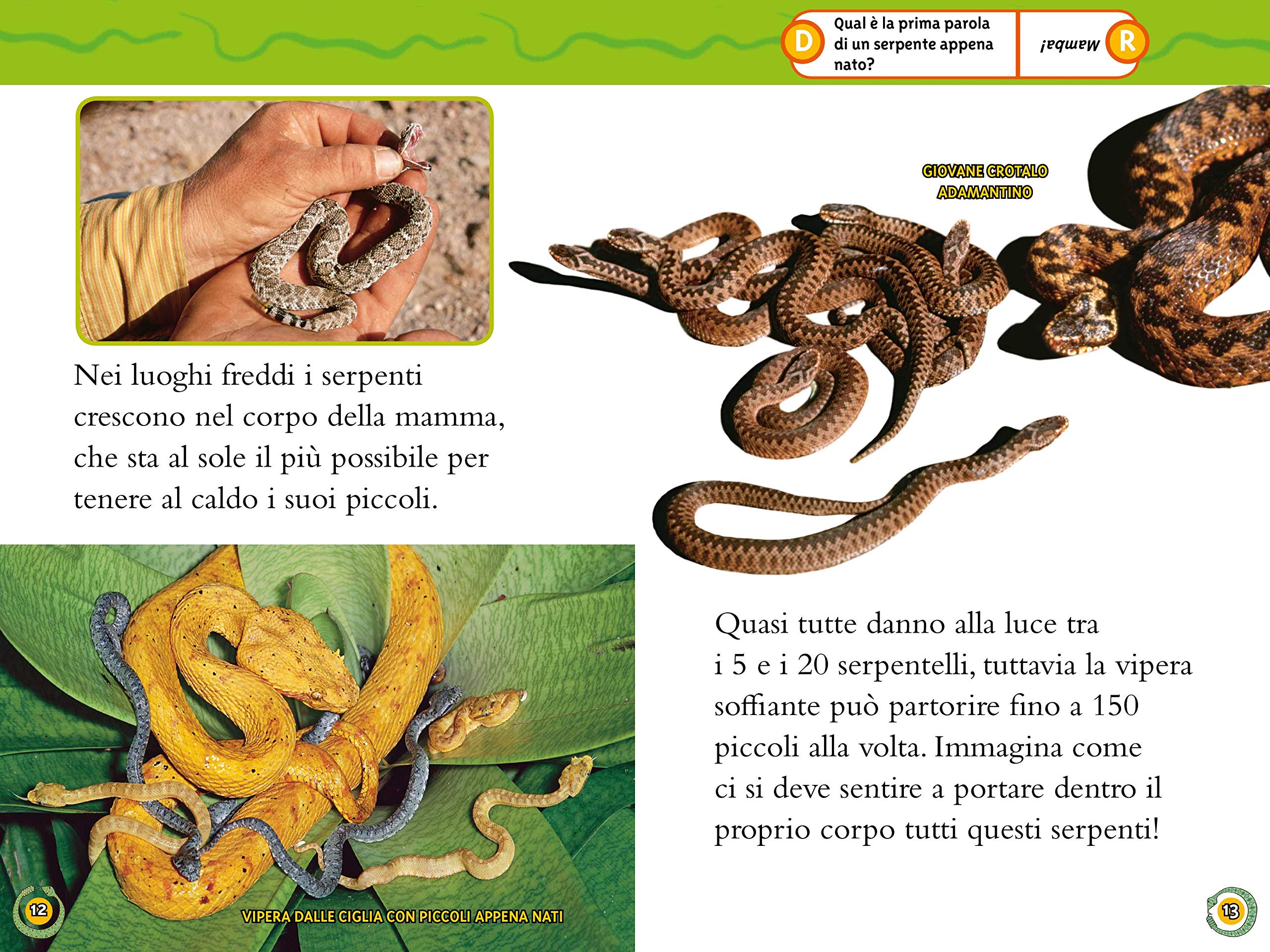 National Geographic Kids – Libri Serpenti. Livello 3 libro lettura