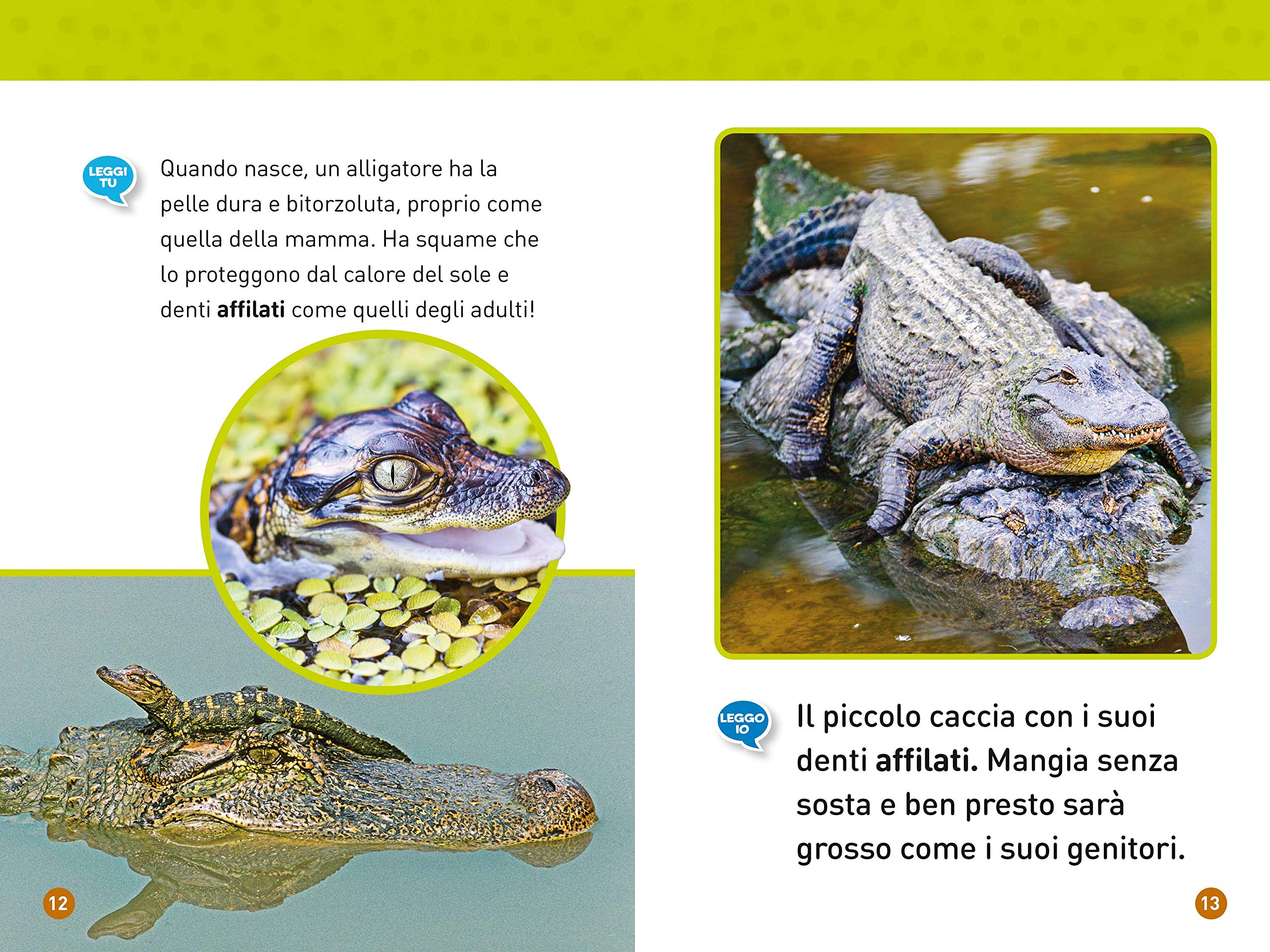 National Geographic Kids – Libri Da girino a rana. Come si trasformano gli animali. Livello 1. Diventa un super lettore libro a colori