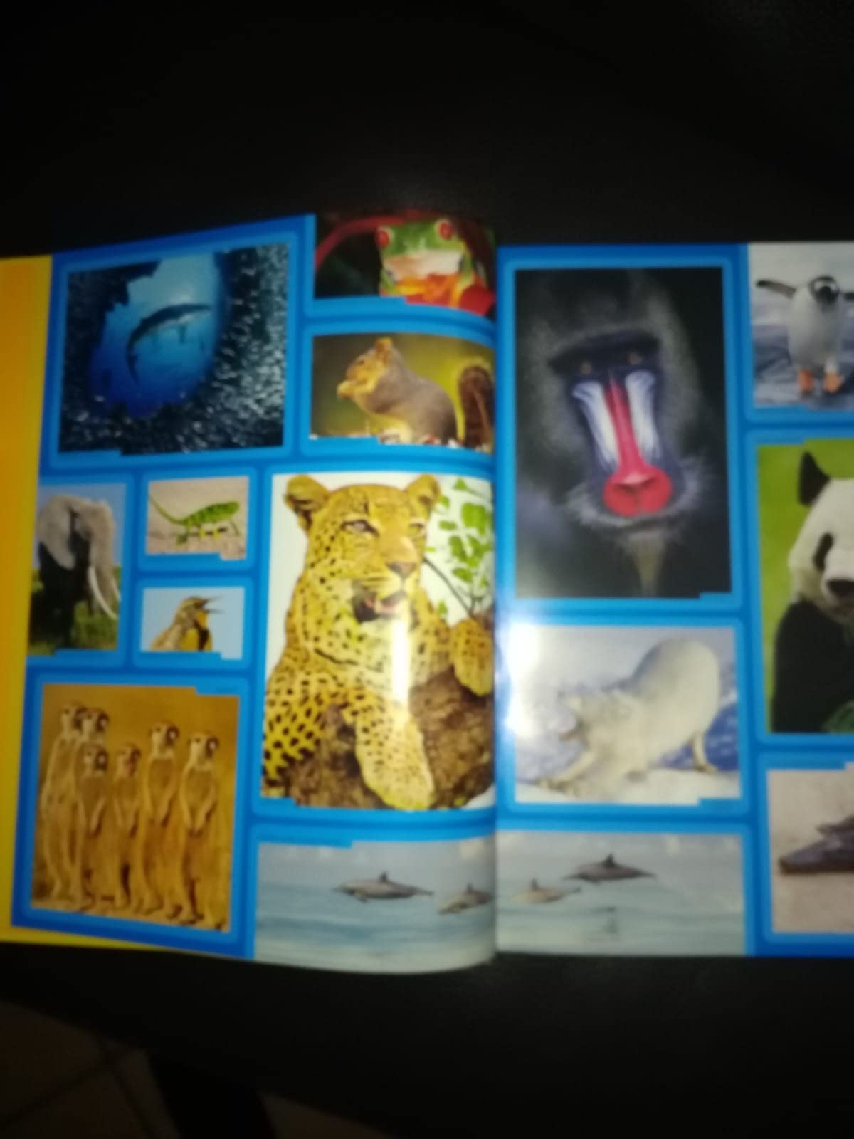 National Geographic Kids – Libri La Grande Enciclopedia Degli Animali guida illustrata