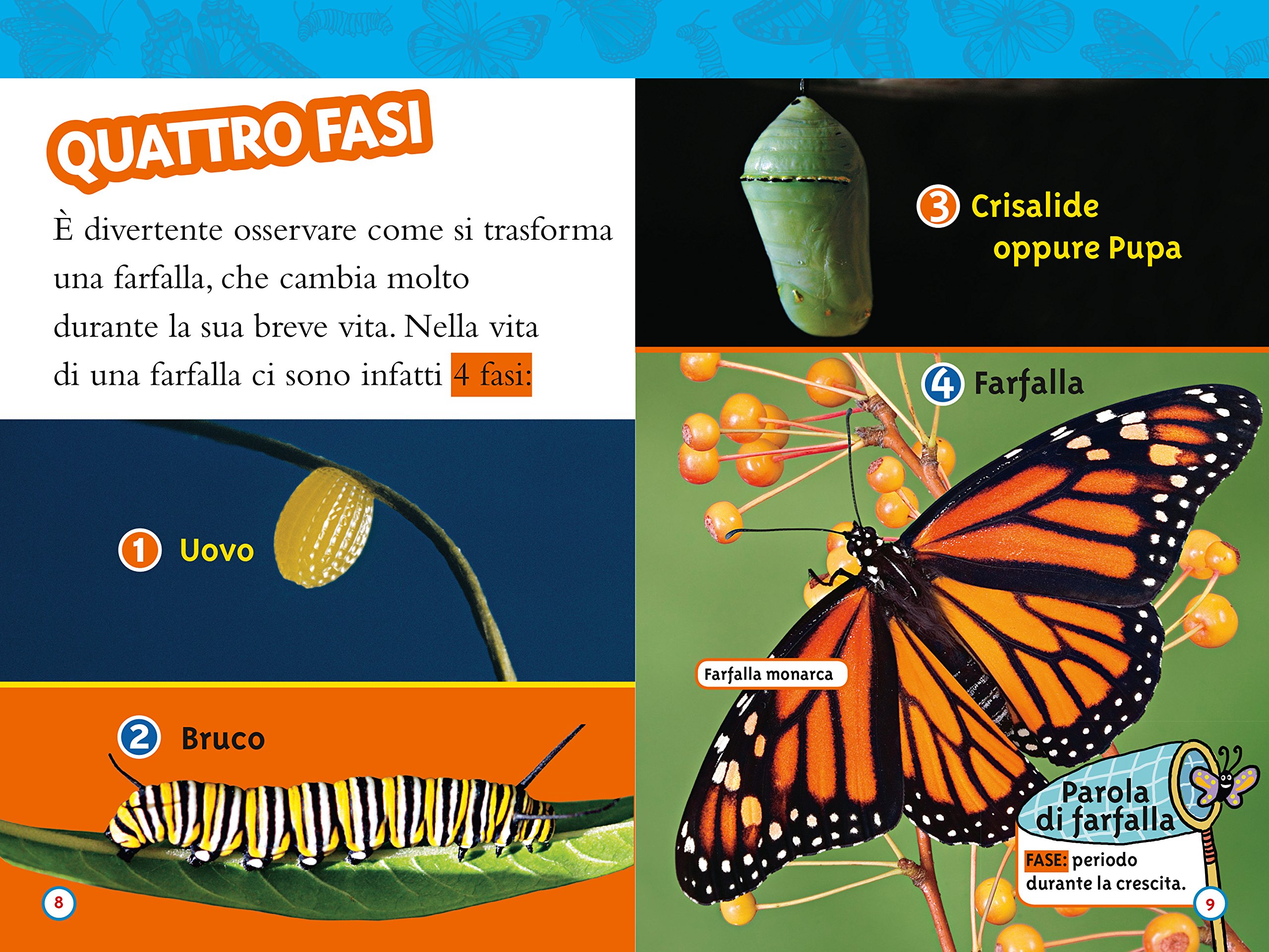 National Geographic Kids – Libri Da bruco a farfalla libro
