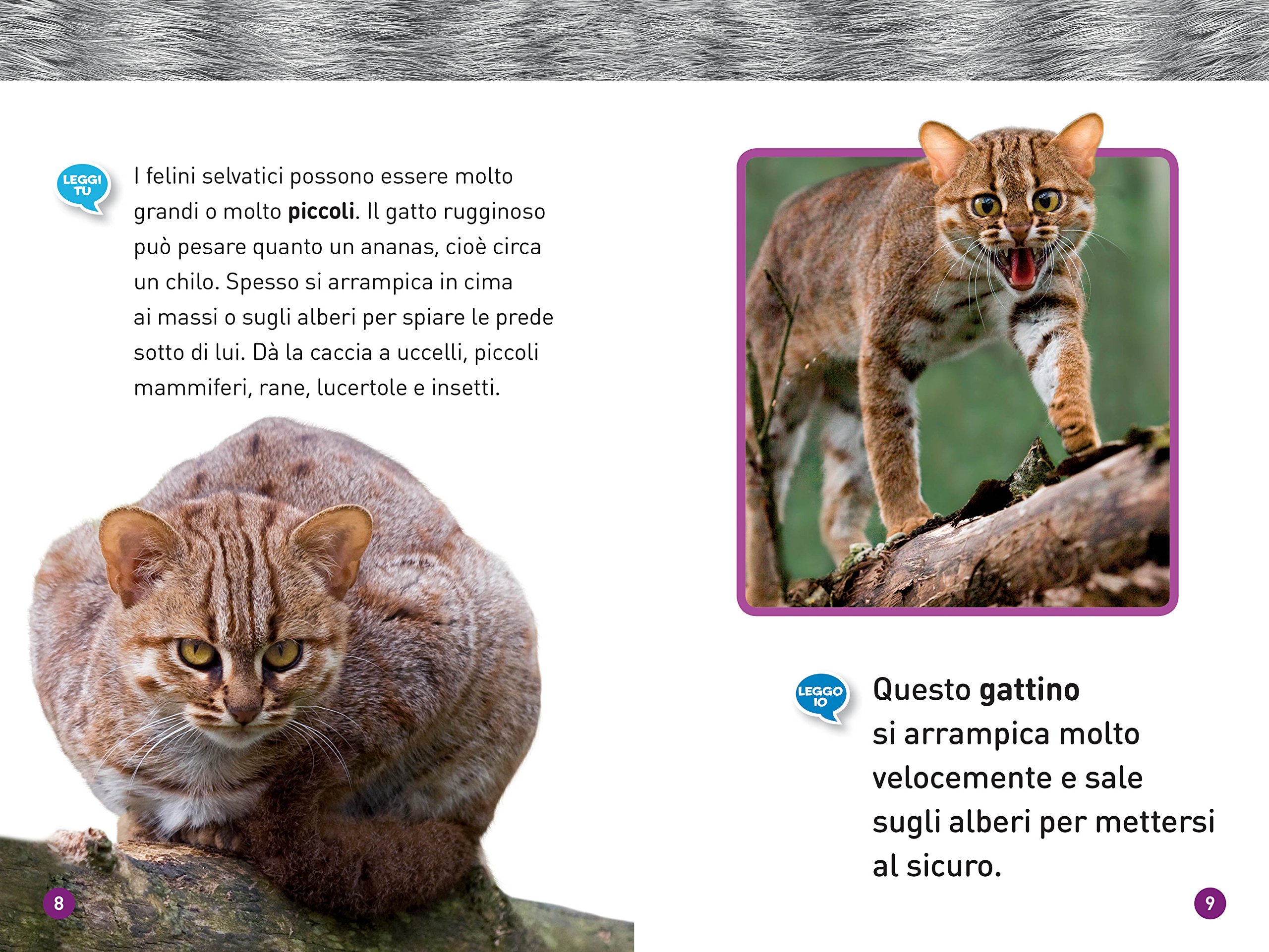 National Geographic Kids – Libri Felini. Livello 1 libro a colori