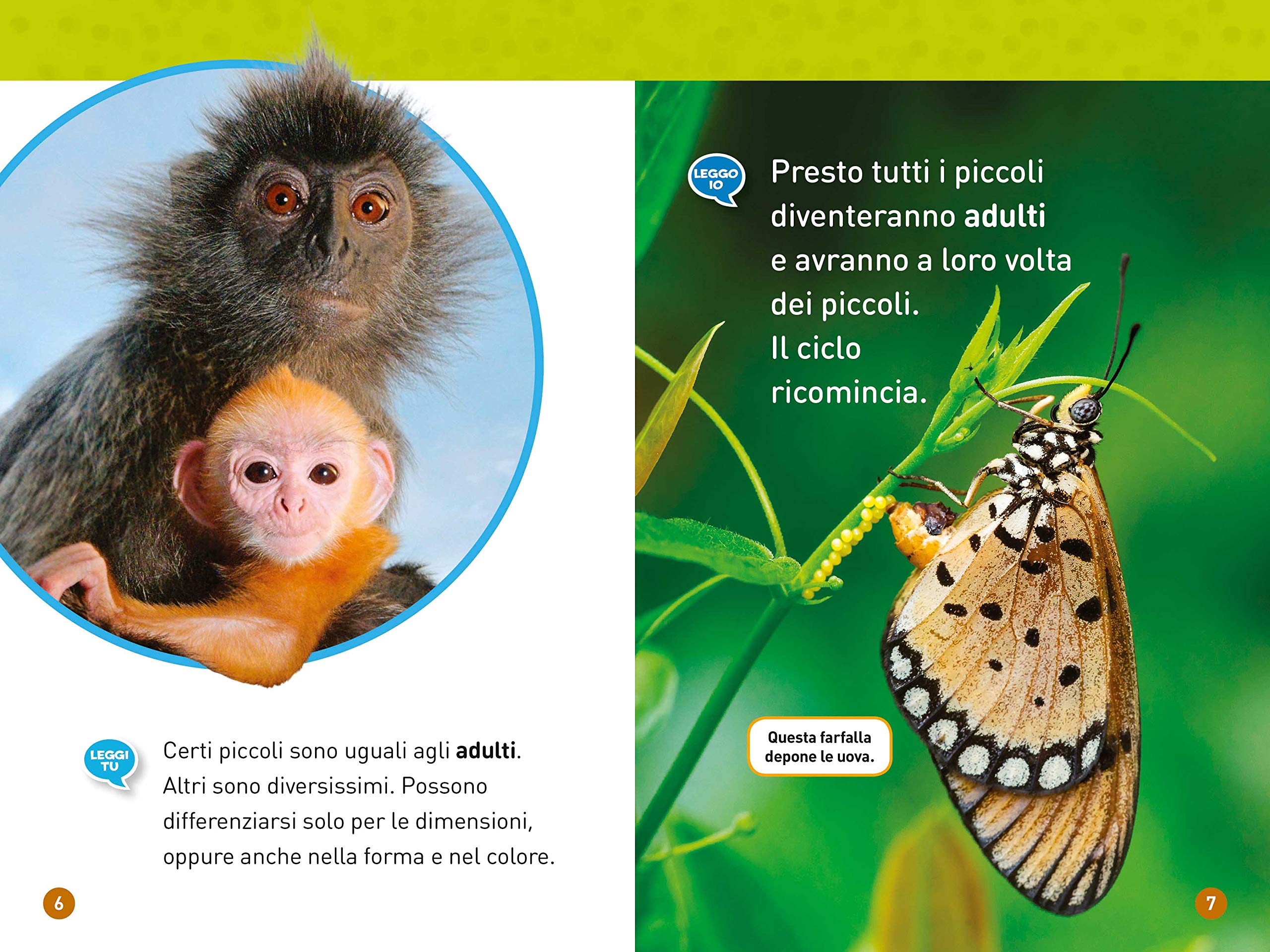 National Geographic Kids – Libri Da girino a rana. Come si trasformano gli animali. Livello 1. Diventa un super lettore libro a colori