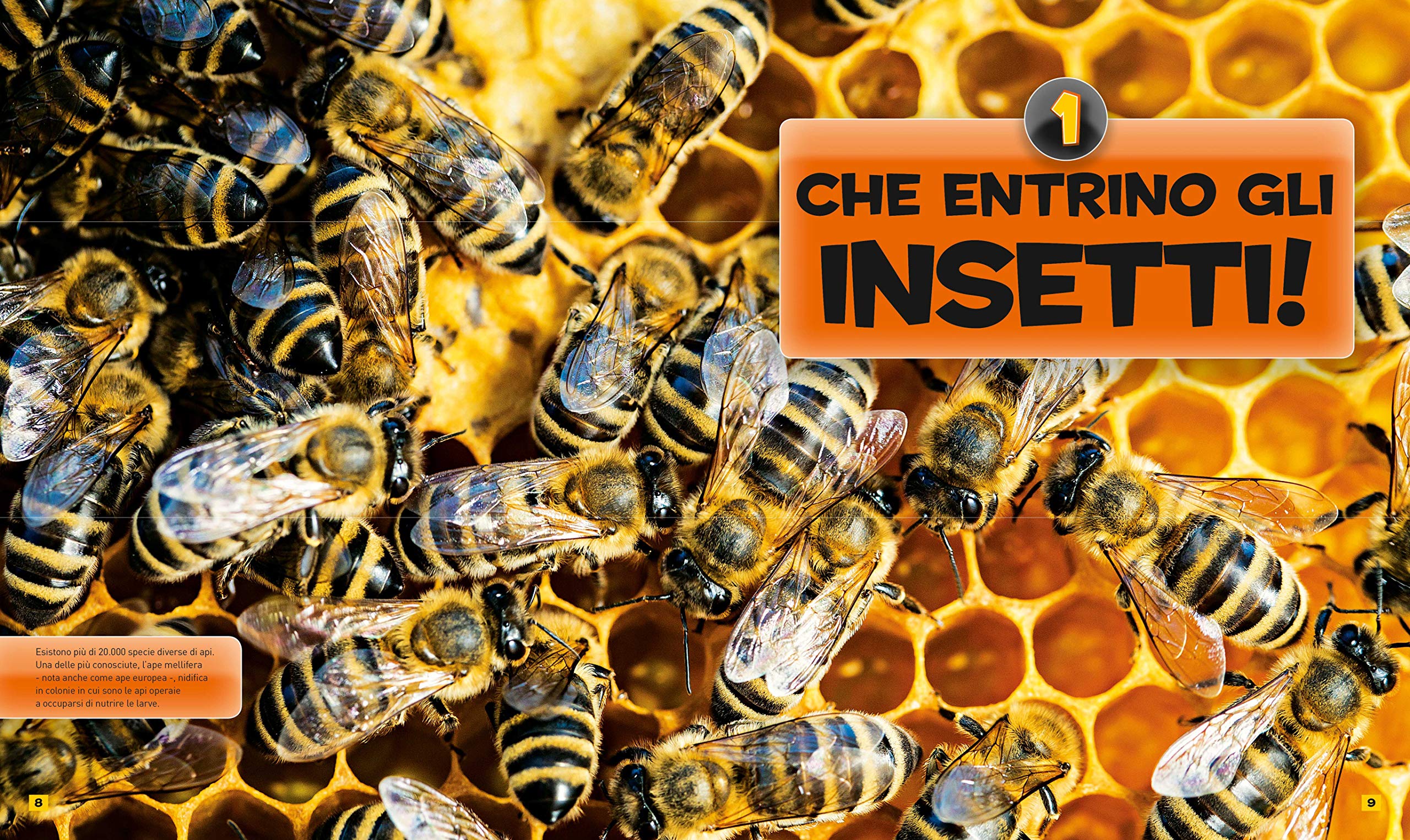 National Geographic Kids – Libri Tutto sugli insetti libro
