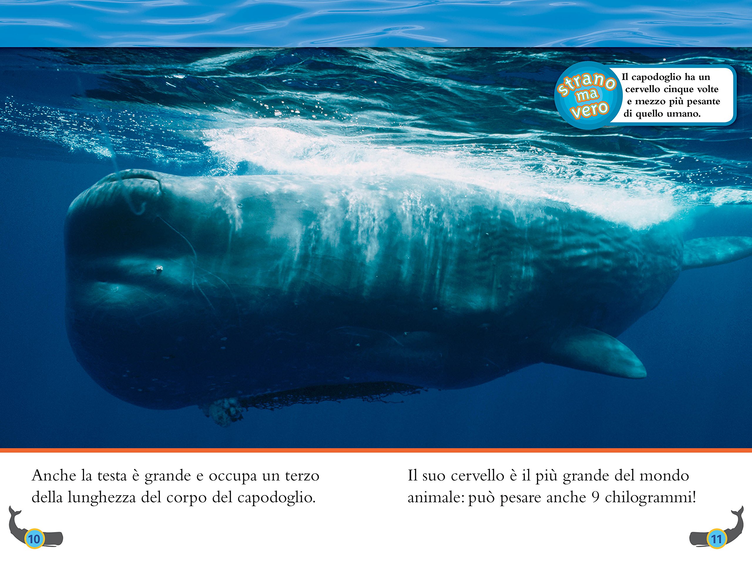 National Geographic Kids – Libri Balene. Livello 4 libro a colori