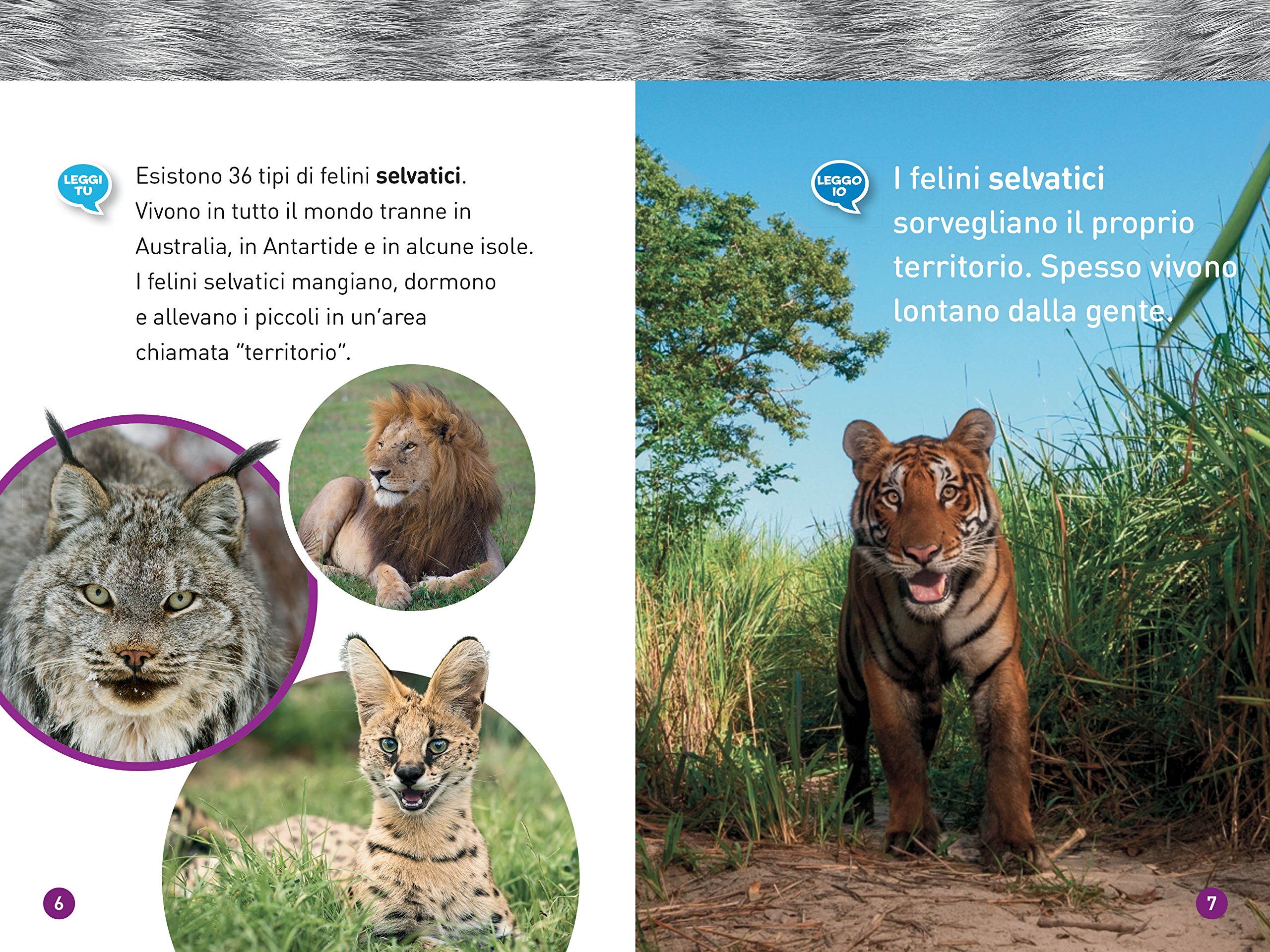 National Geographic Kids – Libri Felini. Livello 1 libro a colori