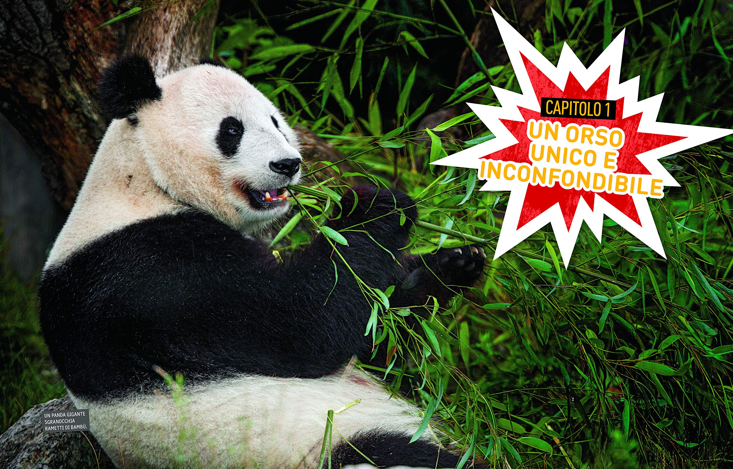 National Geographic Kids – Libri Panda Absolute expert libro