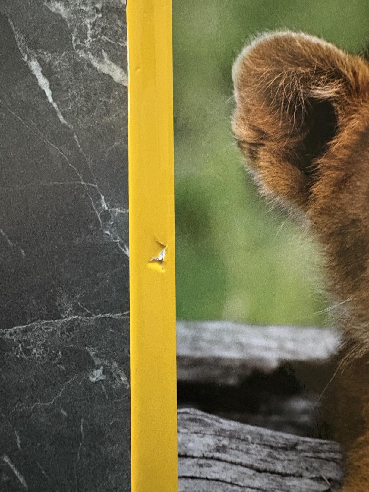 National Geographic Kids Il primo grande libro degli animali libro illustrato