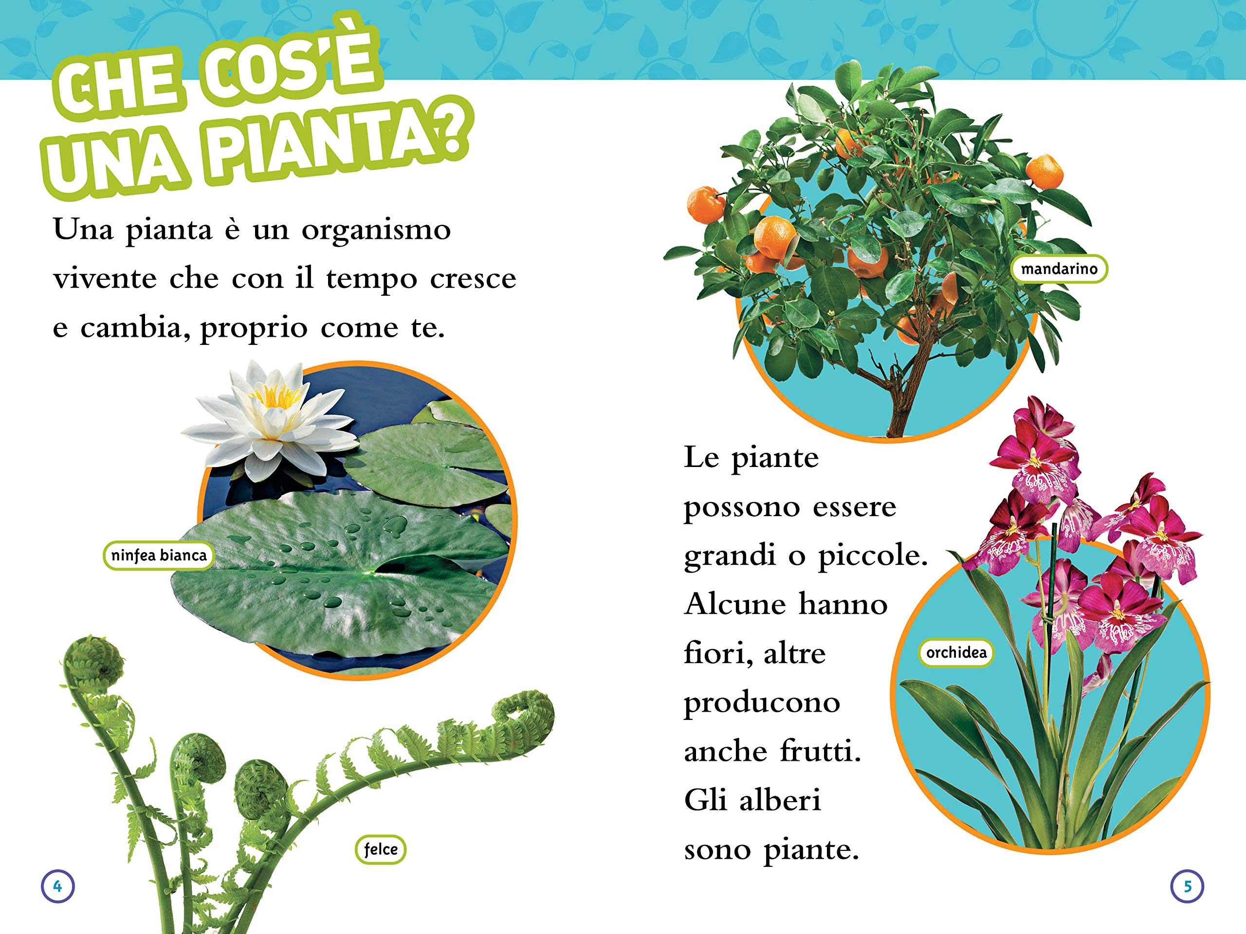 National Geographic Kids – Libri Dal seme alla pianta. Livello 2 libro