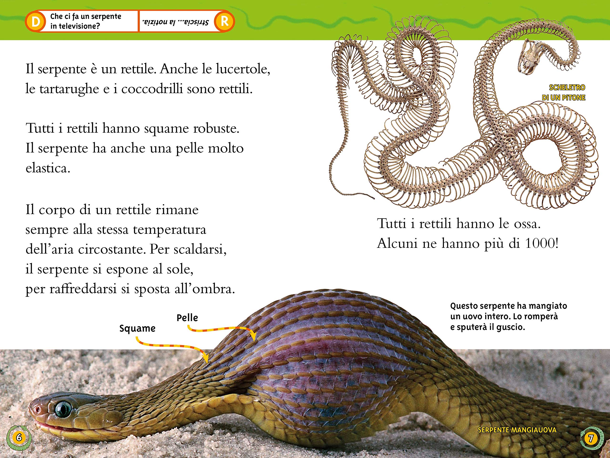 National Geographic Kids – Libri Serpenti. Livello 3 libro lettura