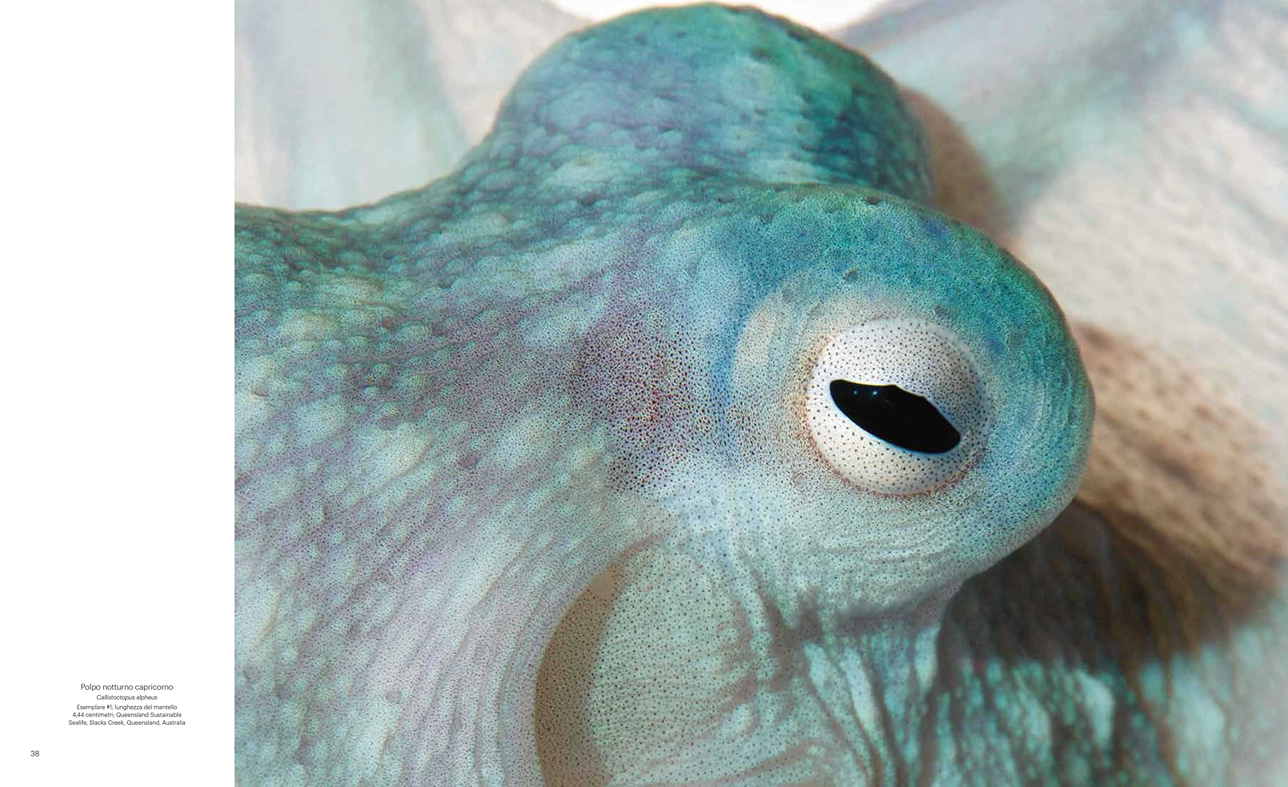 National Geographic Libri Straordinarie creature marine libro a colori