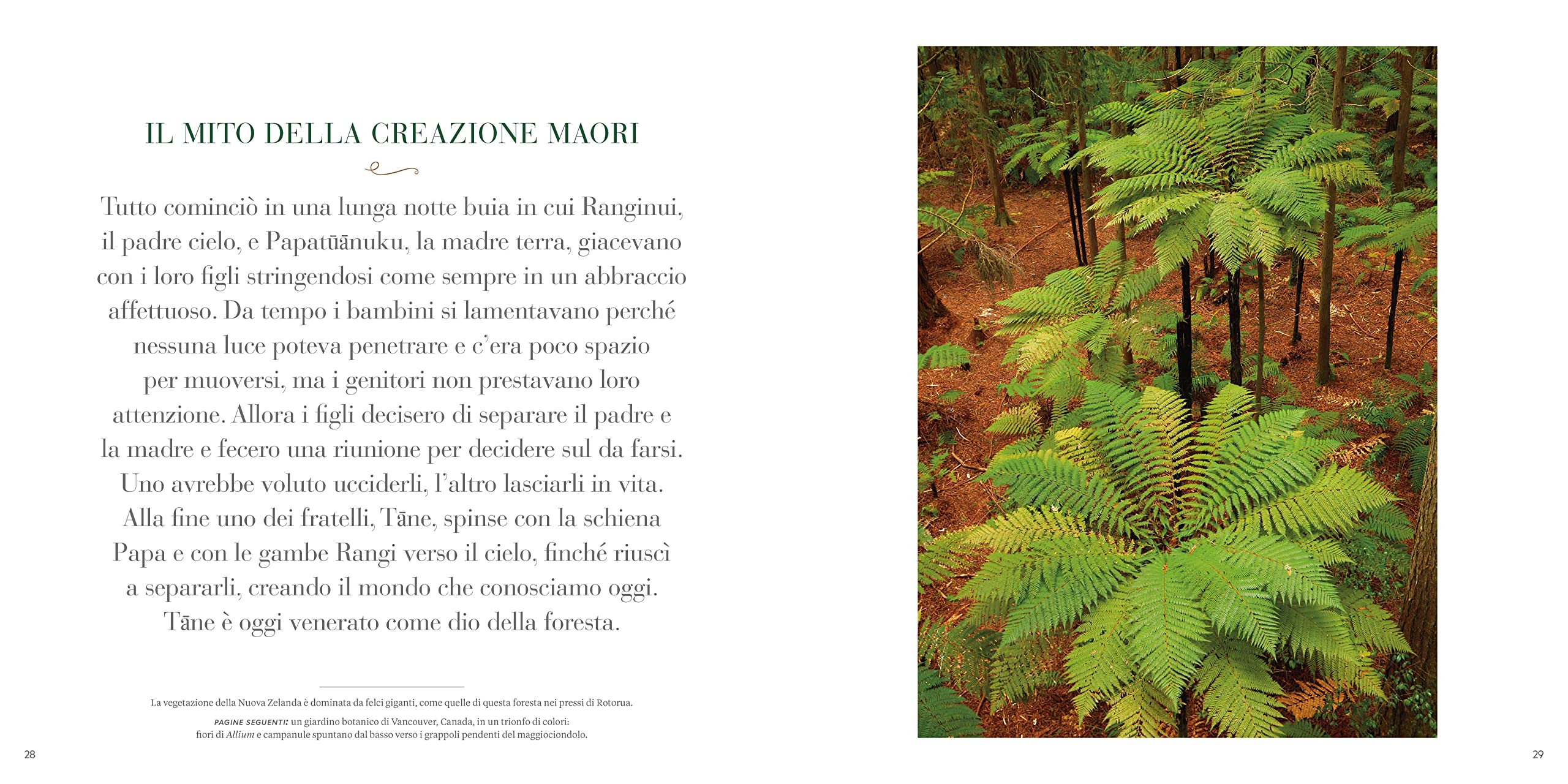 National Geographic Libri Il respiro degli alberi libro sulla foresta