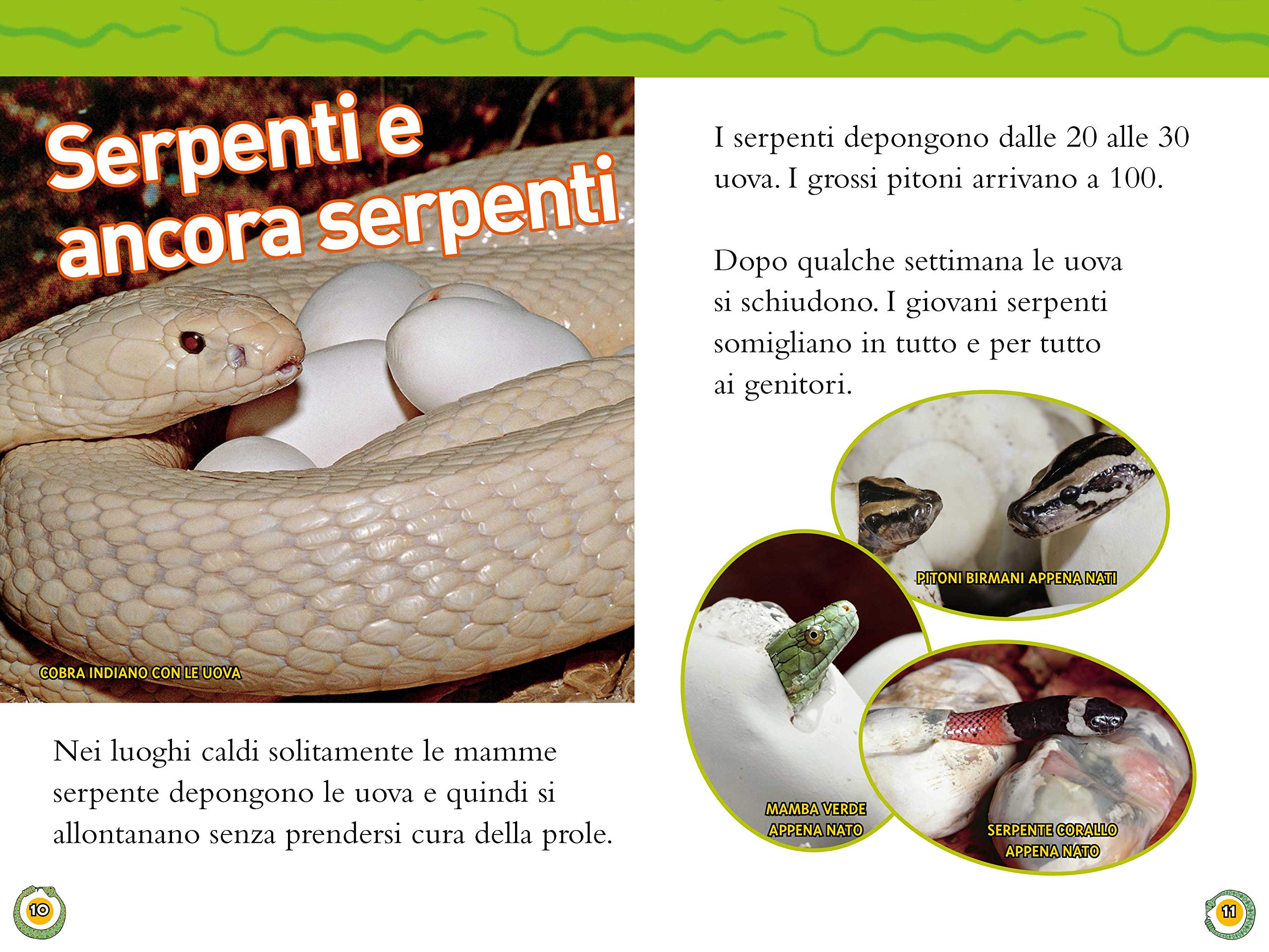 National Geographic Kids – Libri Serpenti. Livello 3 libro lettura