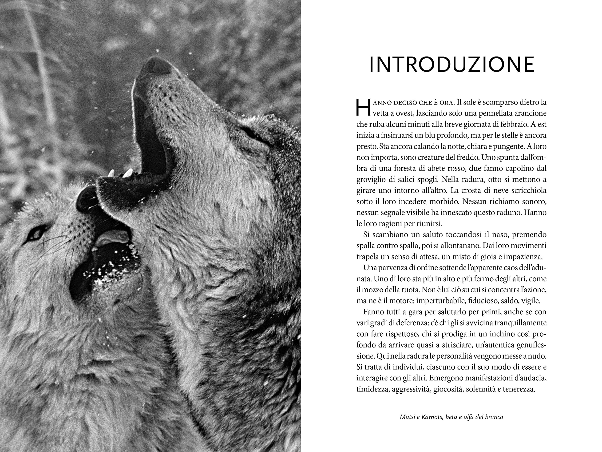National Geographic Lupi Storie di saggezza libro illustrato