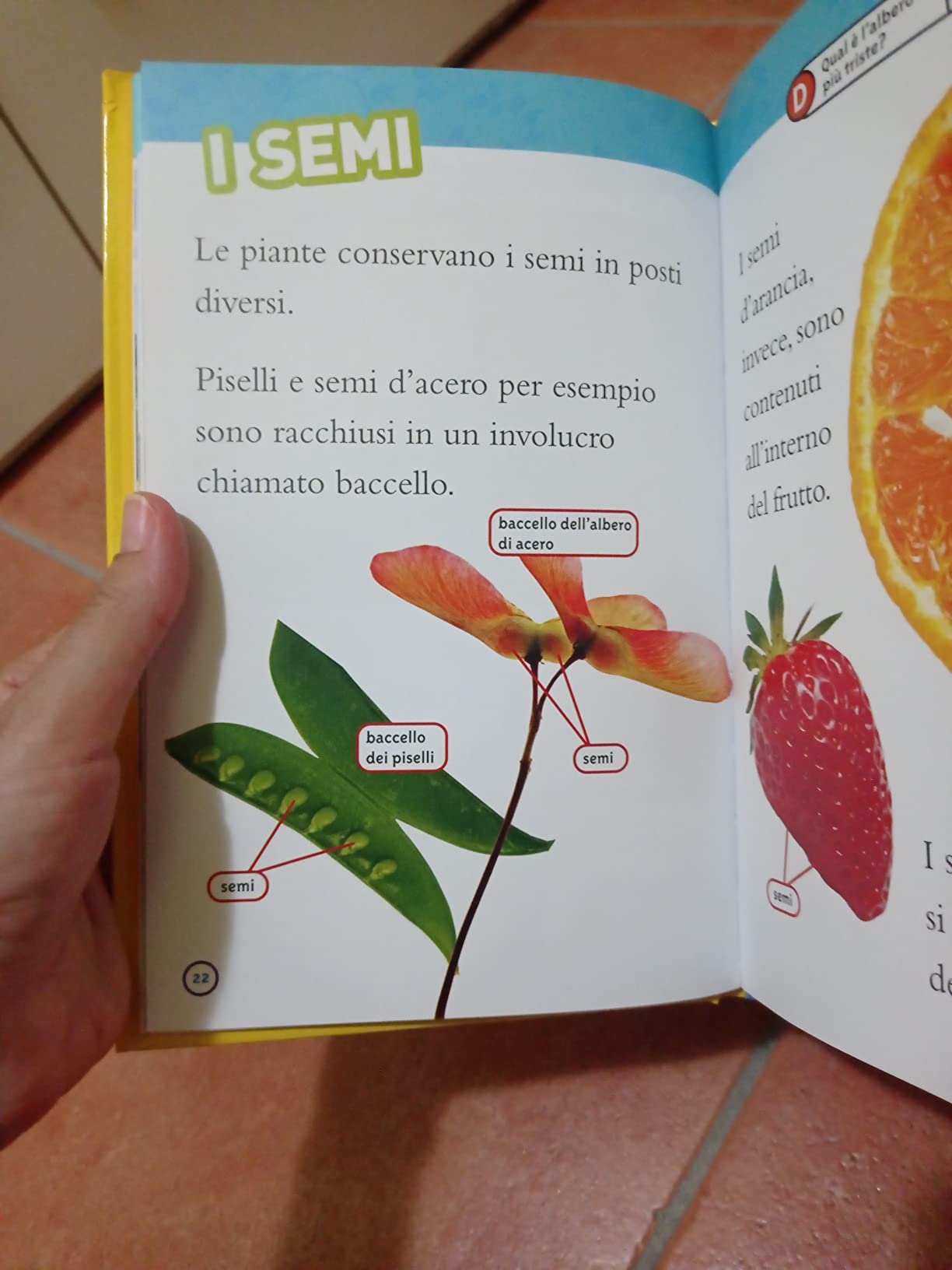 National Geographic Kids – Libri Dal seme alla pianta. Livello 2 libro