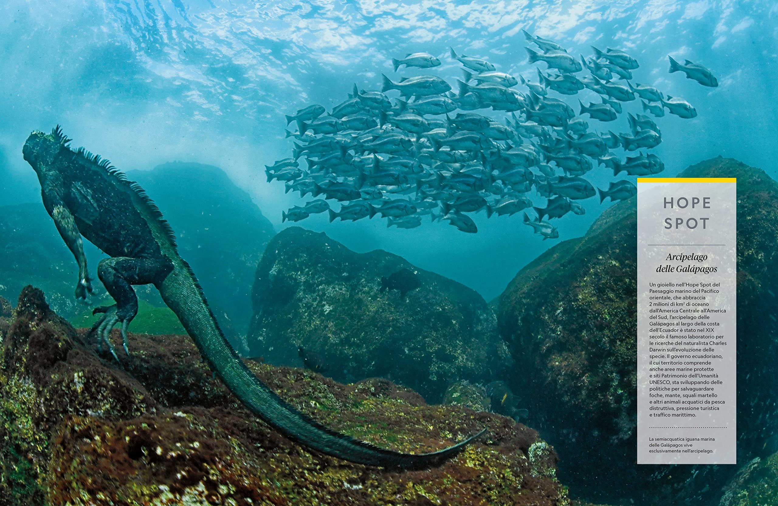National Geographic – Libri NATURA E POPOLI - Oceani: L'ultima odissea libro illustrato