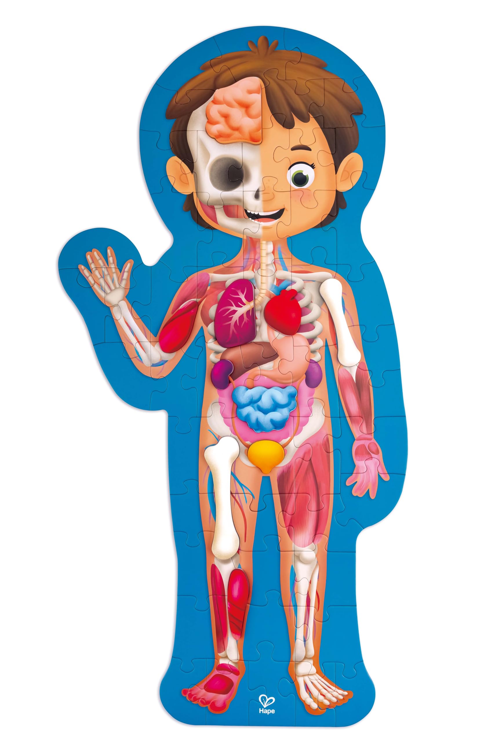 Hape Puzzle Corpo umano puzzle 50 pezzi 100x50 cm