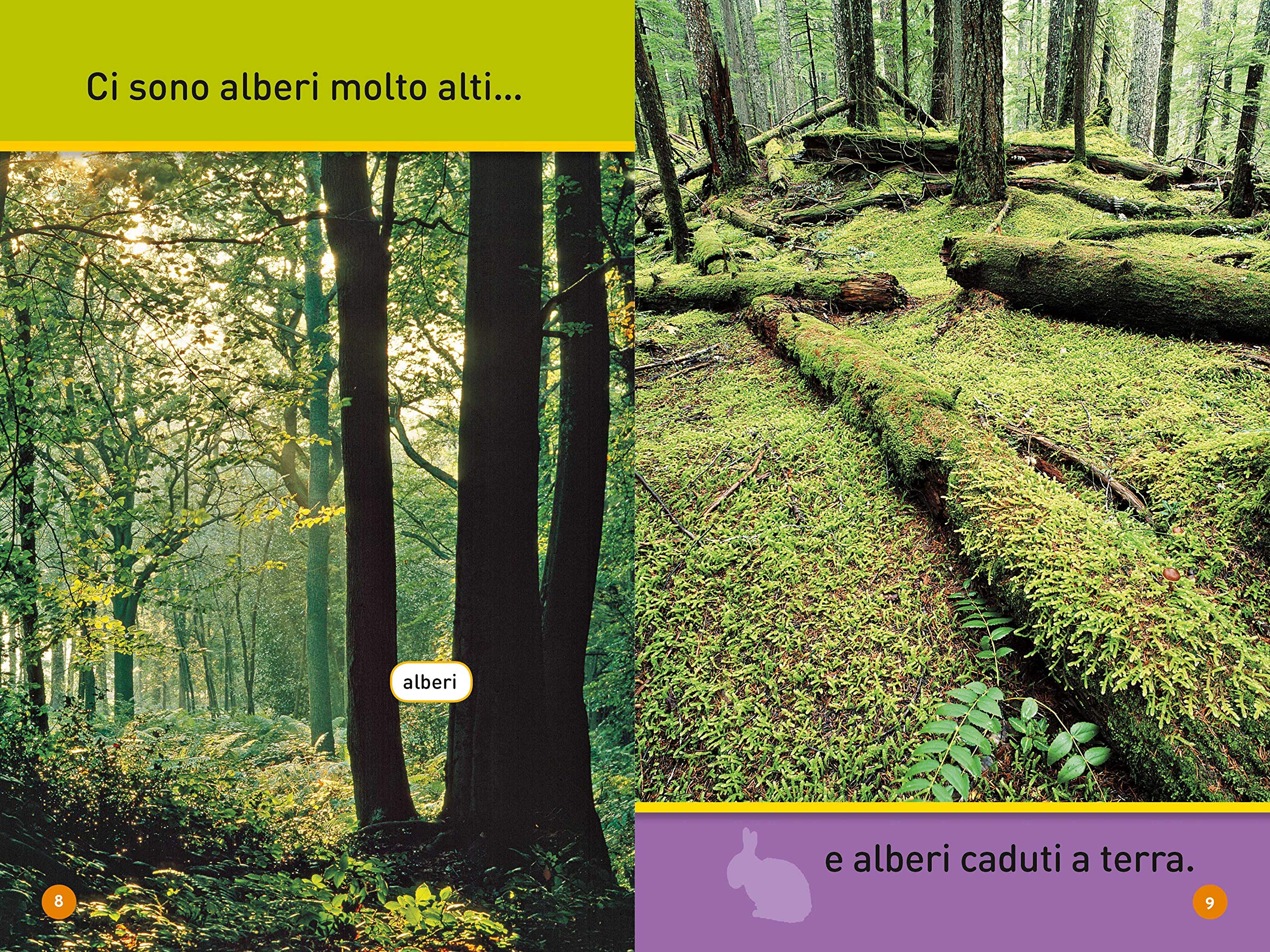 National Geographic Kids – Libri Salta leprotto! I segreti del bosco libro