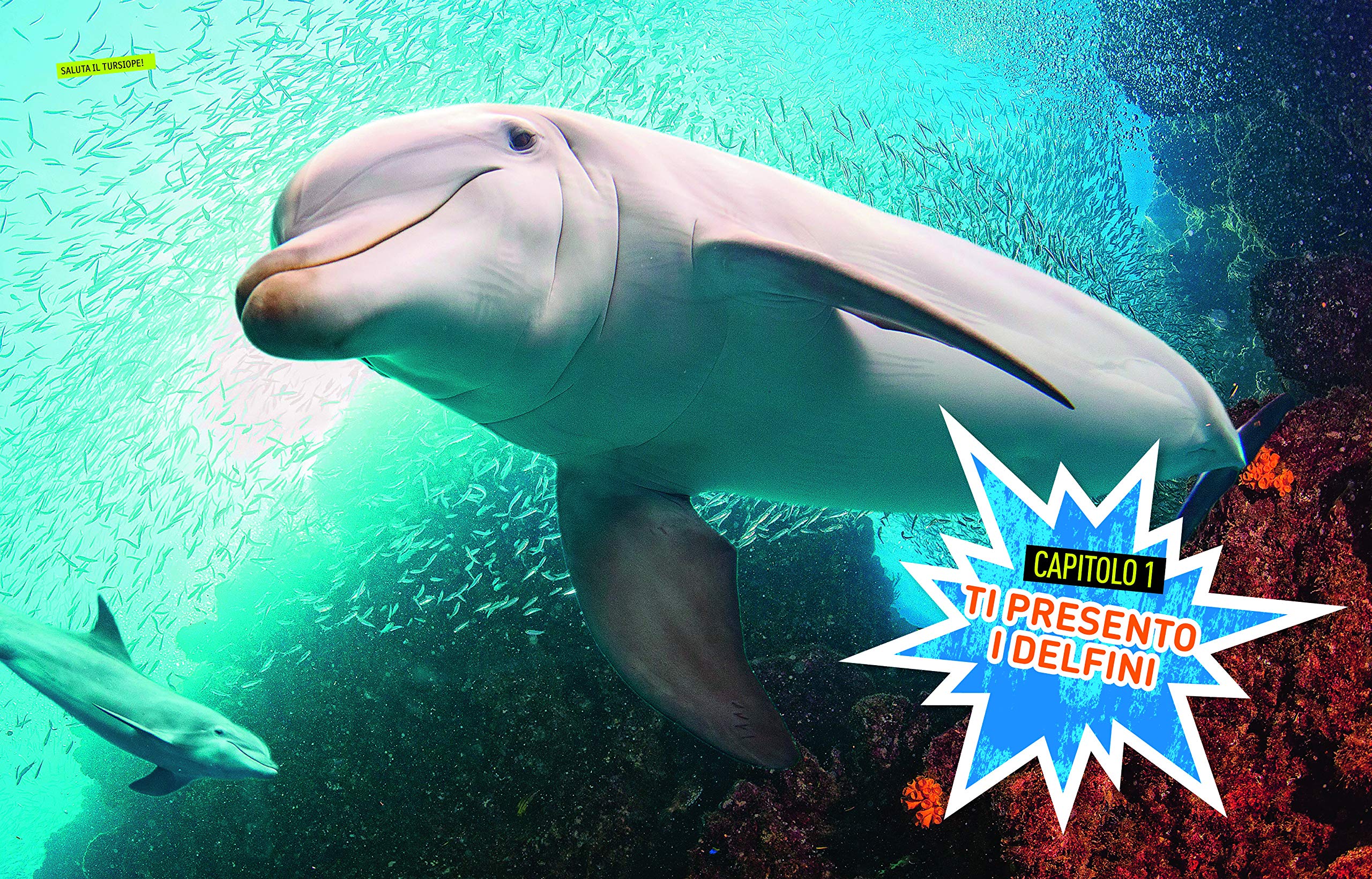 National Geographic Kids – Libri Delfini. Absolute expert