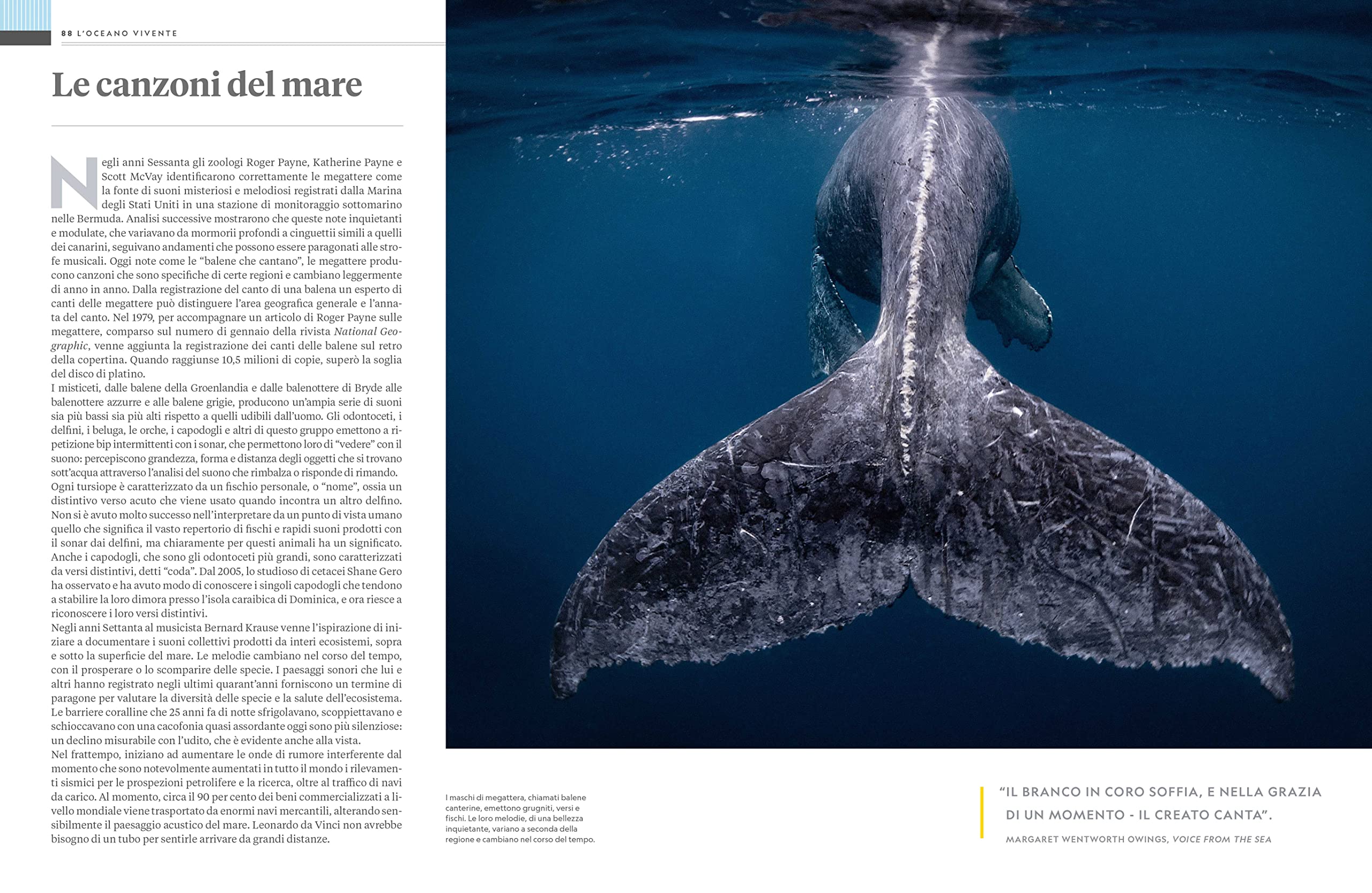 National Geographic – Libri NATURA E POPOLI - Oceani: L'ultima odissea libro illustrato