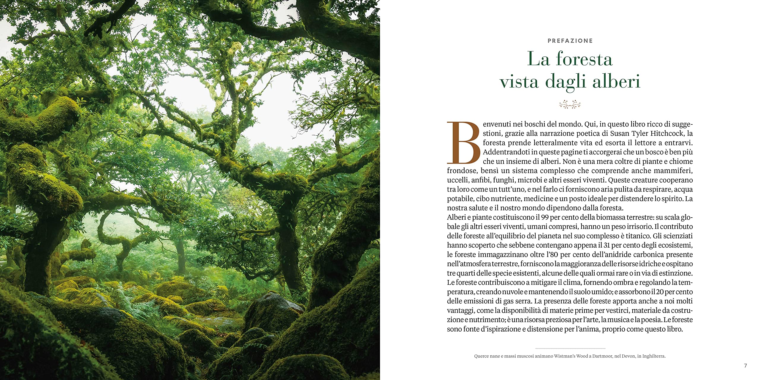 National Geographic Libri Il respiro degli alberi libro sulla foresta