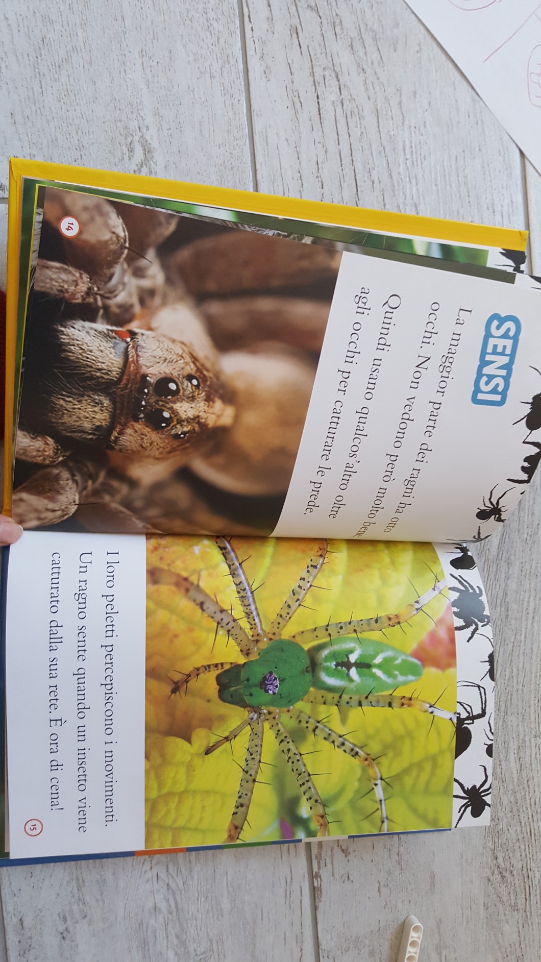 National Geographic Kids – Libri Ragni. Livello 2. Diventa un super lettore libro