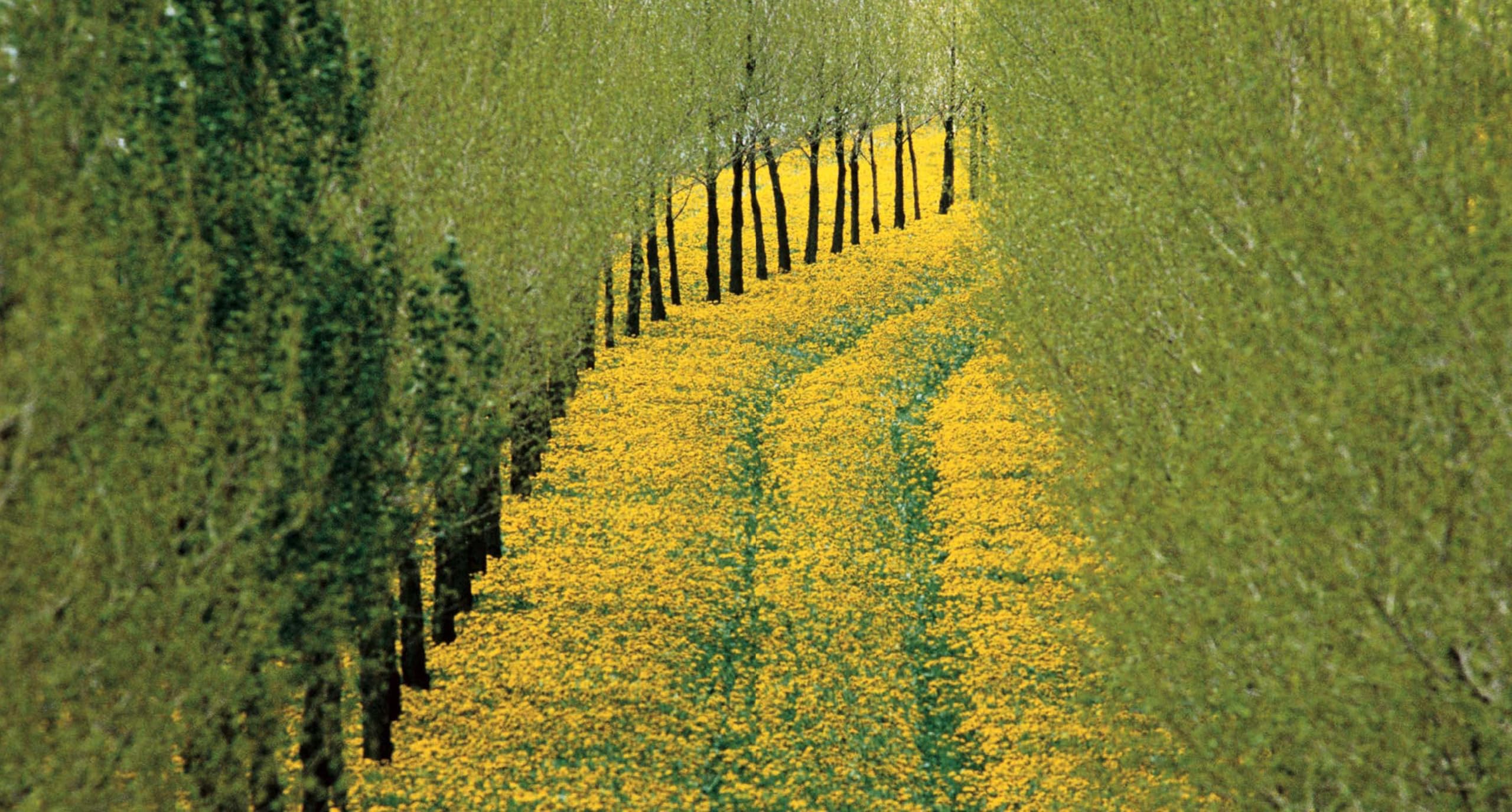 National Geographic – Libri Un mondo di bellezza. Ediz. a colori libro