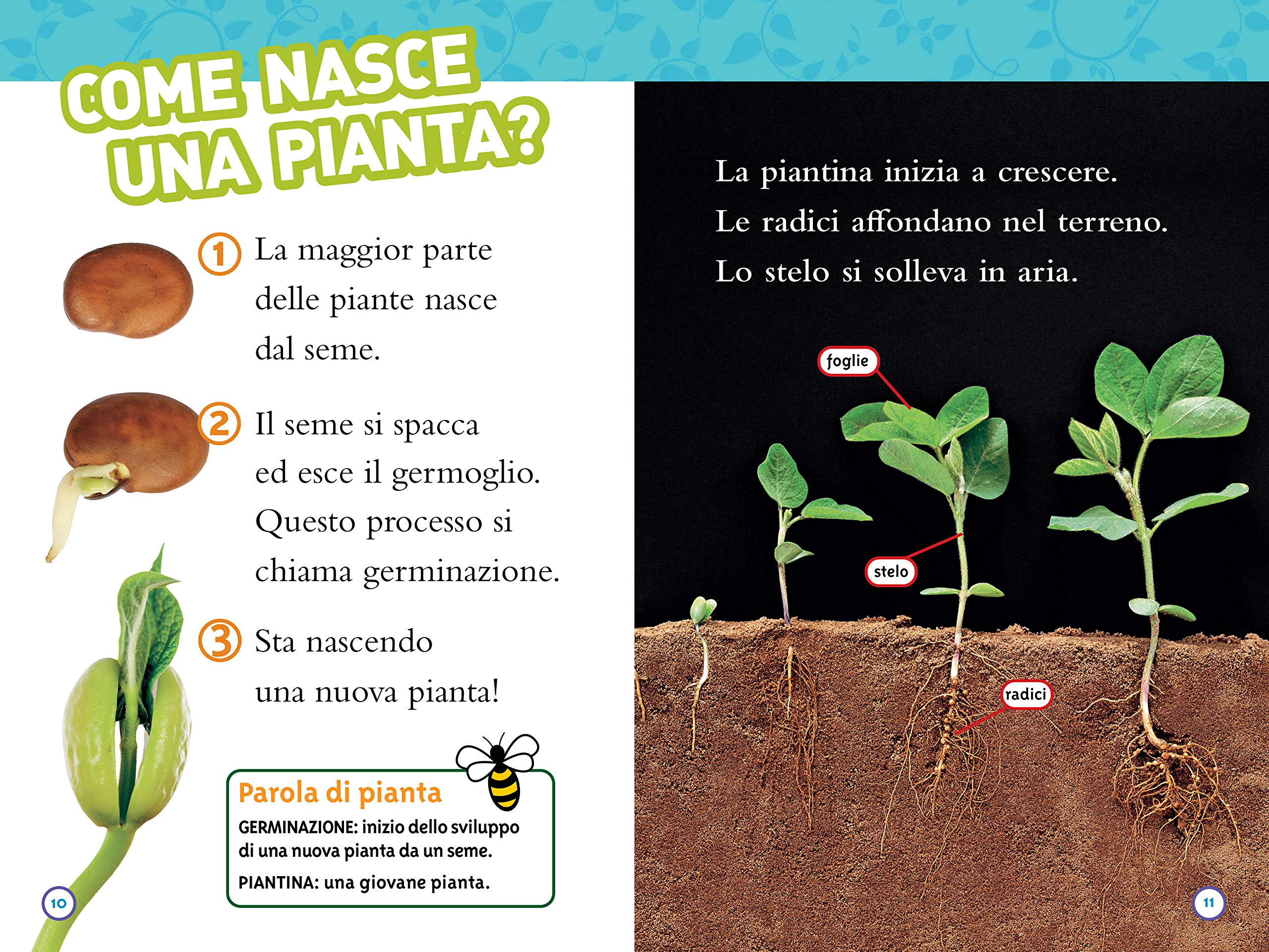 National Geographic Kids – Libri Dal seme alla pianta. Livello 2 libro