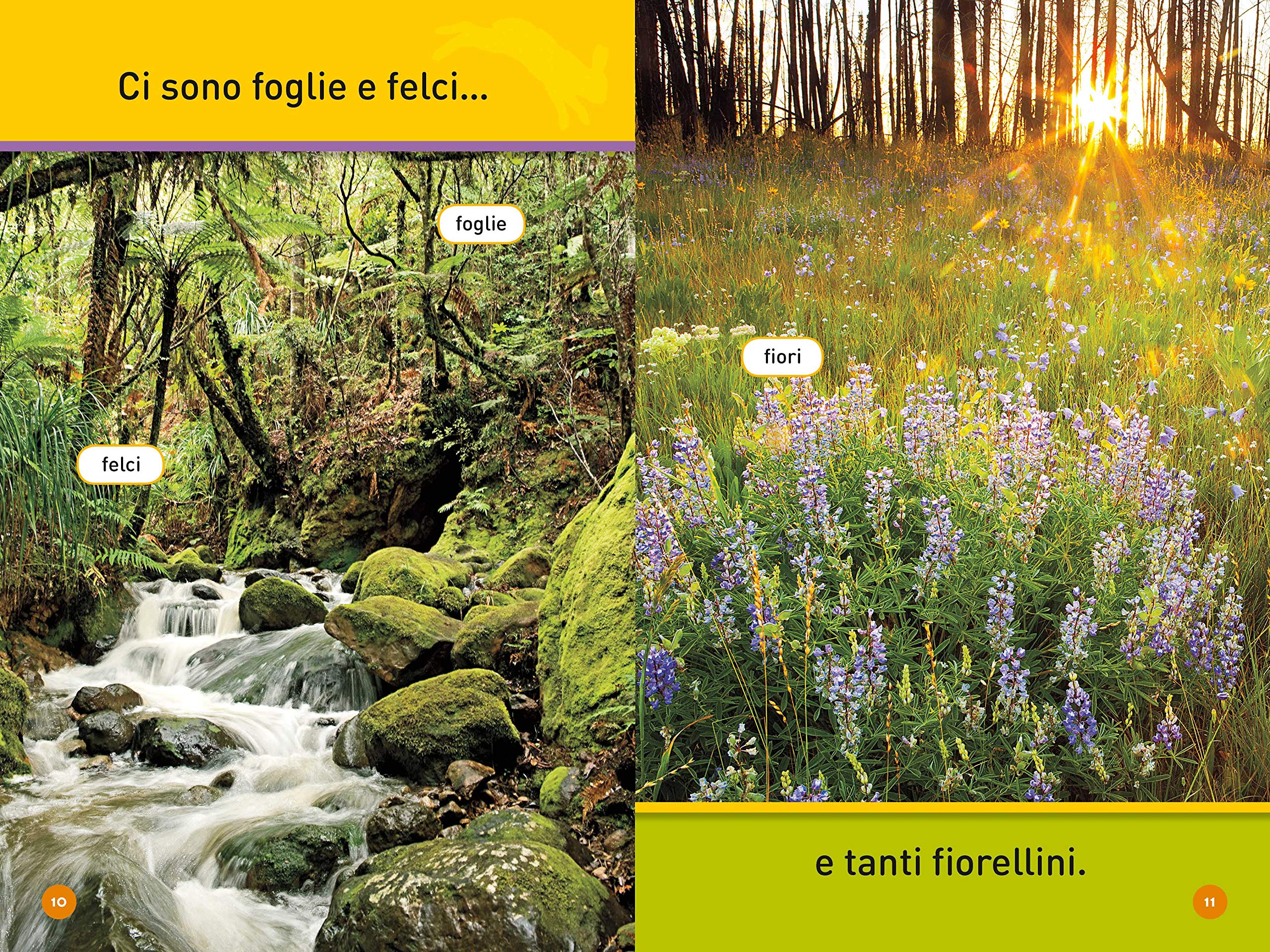 National Geographic Kids – Libri Salta leprotto! I segreti del bosco libro