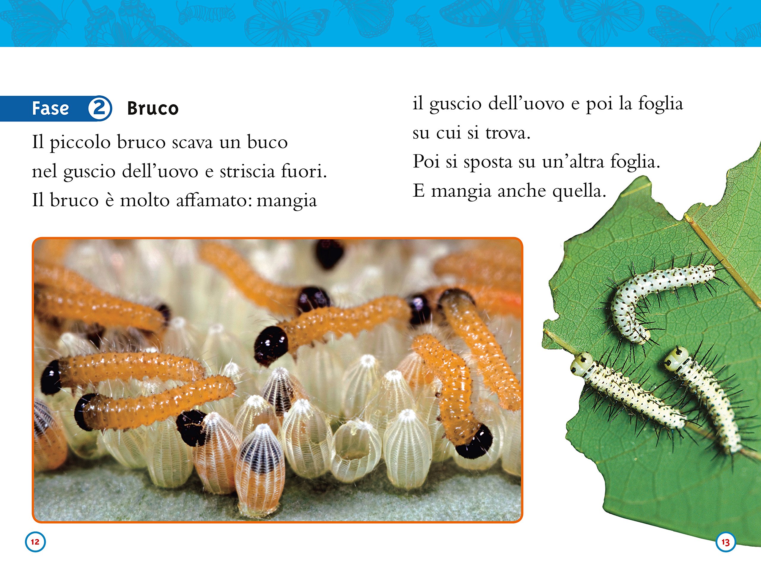 National Geographic Kids – Libri Da bruco a farfalla libro