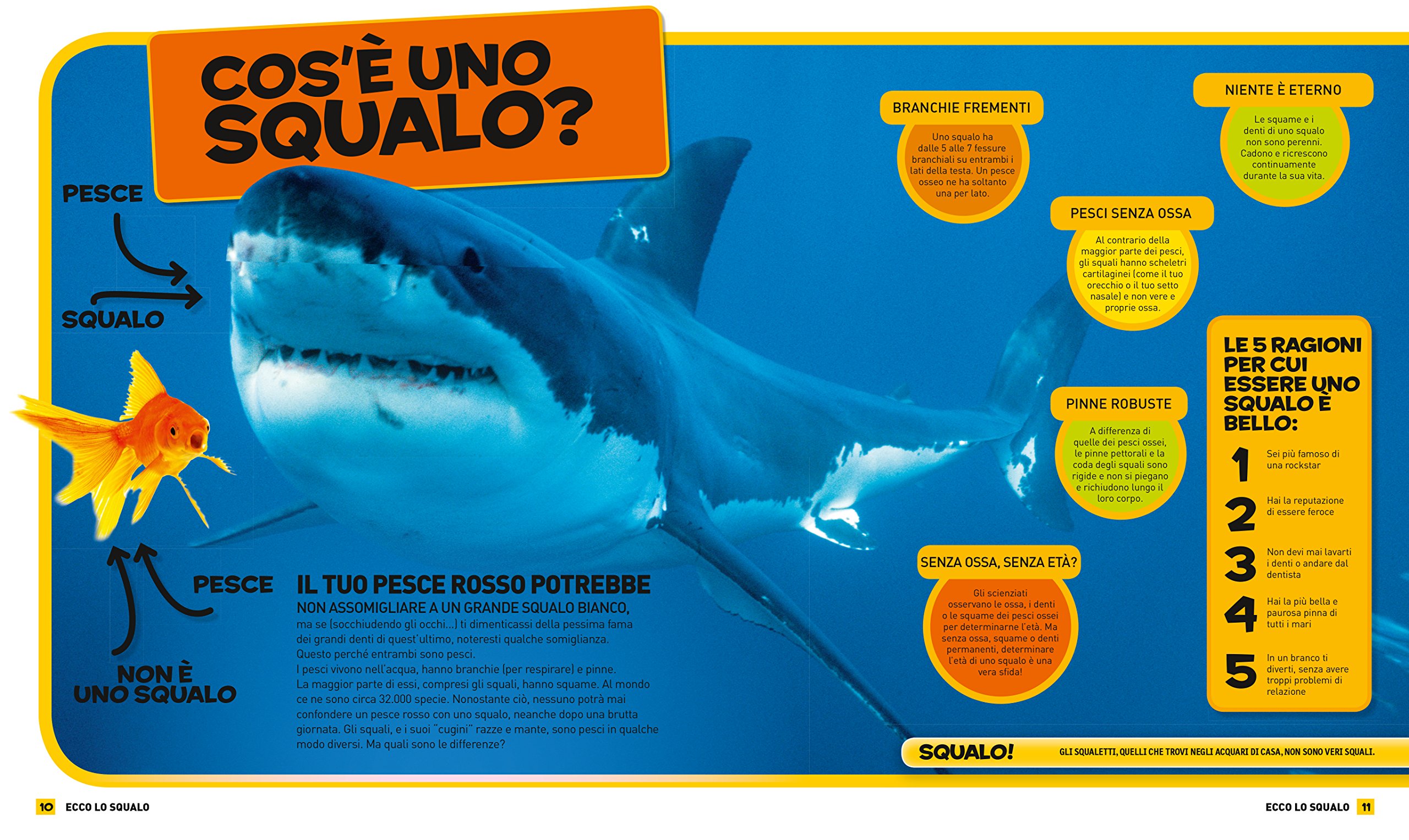 National Geographic Kids – Libri Tutto sugli squali libro a colori