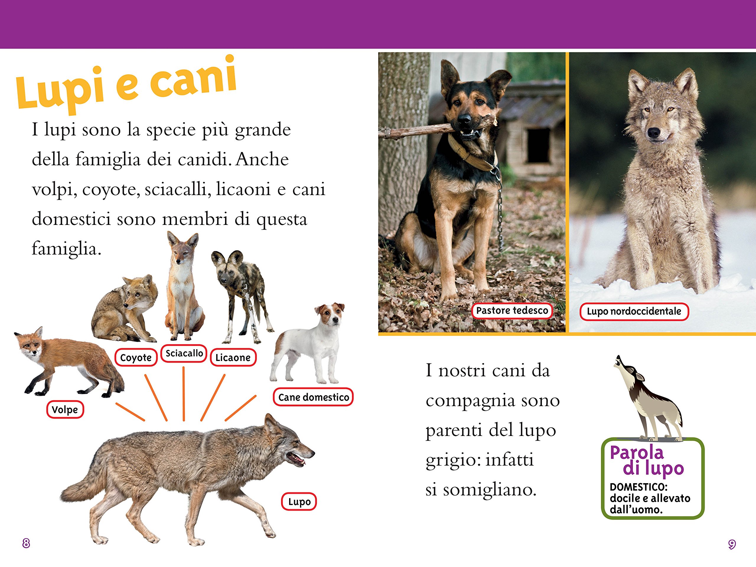 National Geographic Kids – Libri Lupi. Livello 3. Ediz. a colori libro illustrato
