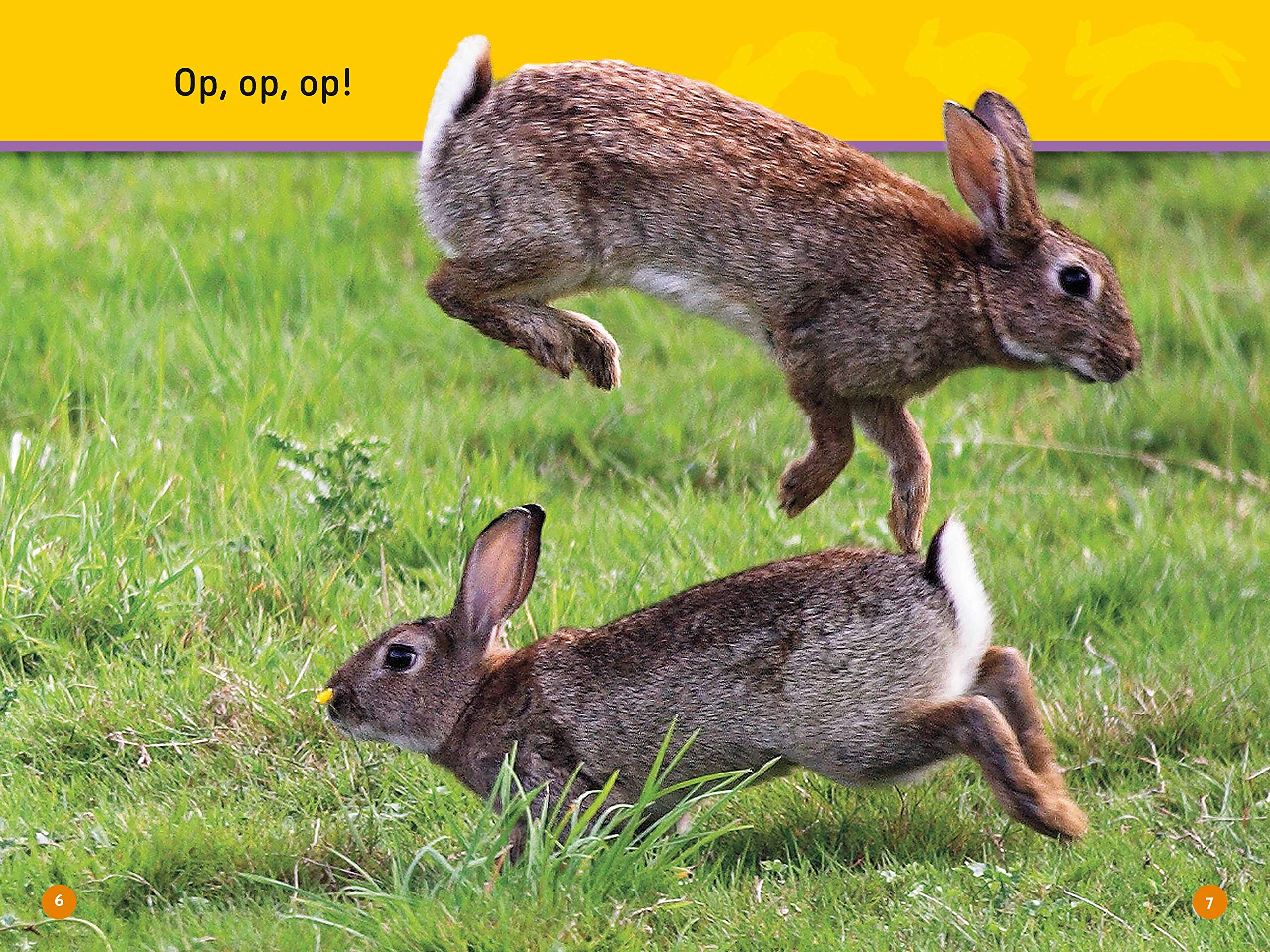 National Geographic Kids – Libri Salta leprotto! I segreti del bosco libro