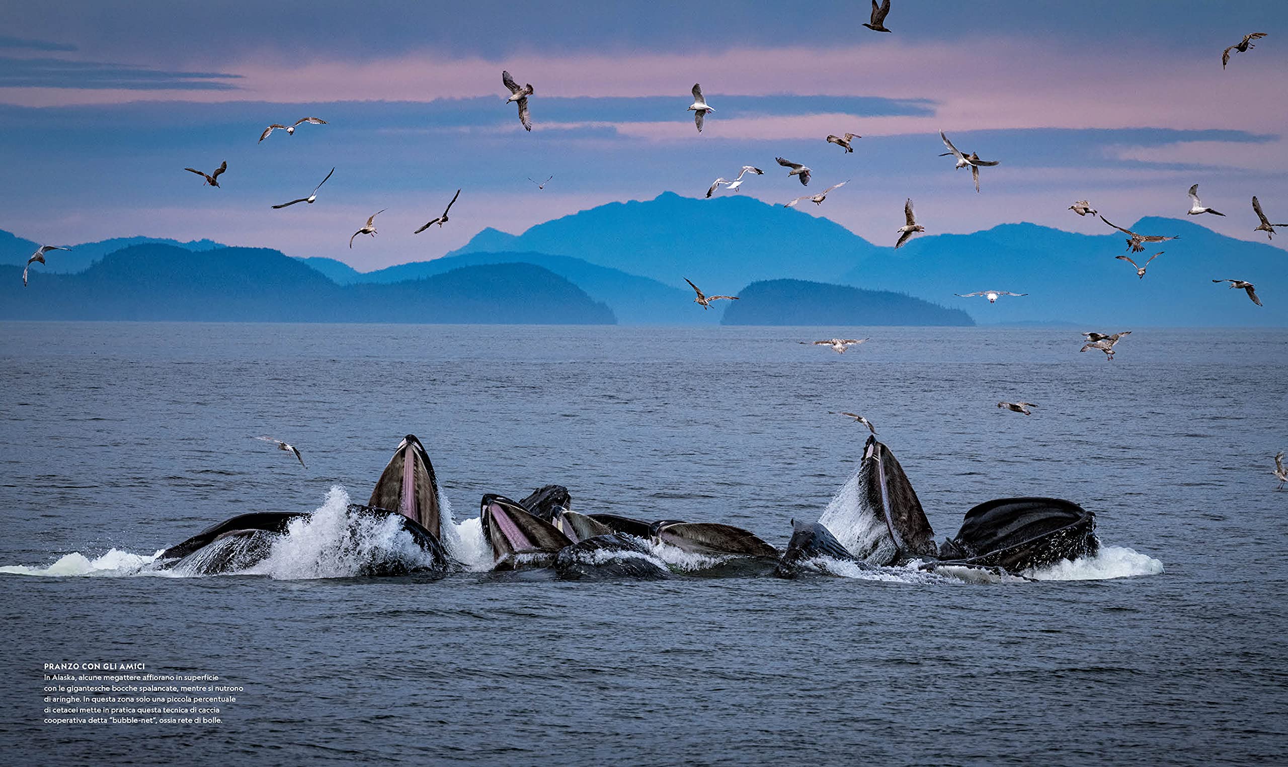 National Geographic – Libri Balene. I segreti dei più grandi mammiferi viventi libro a colori