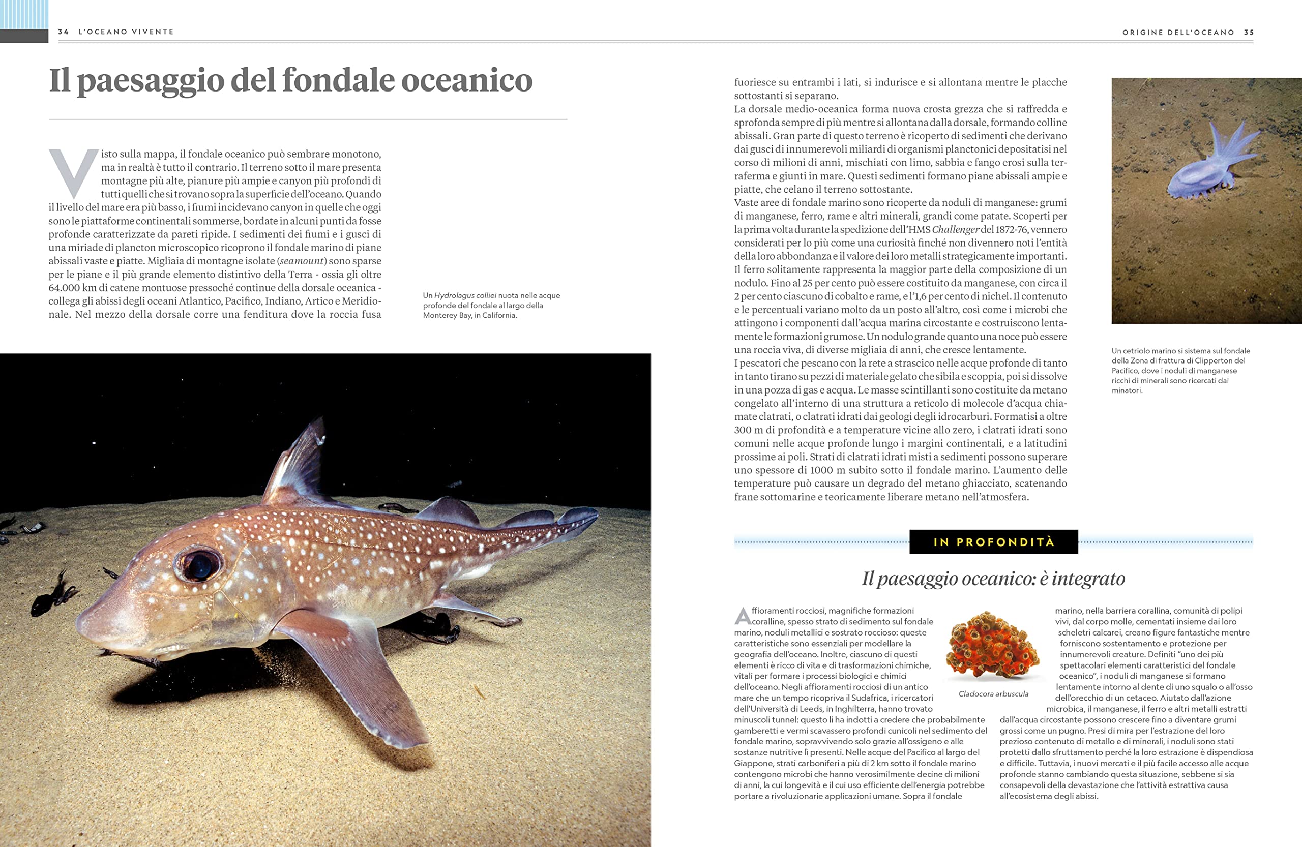 National Geographic – Libri NATURA E POPOLI - Oceani: L'ultima odissea libro illustrato