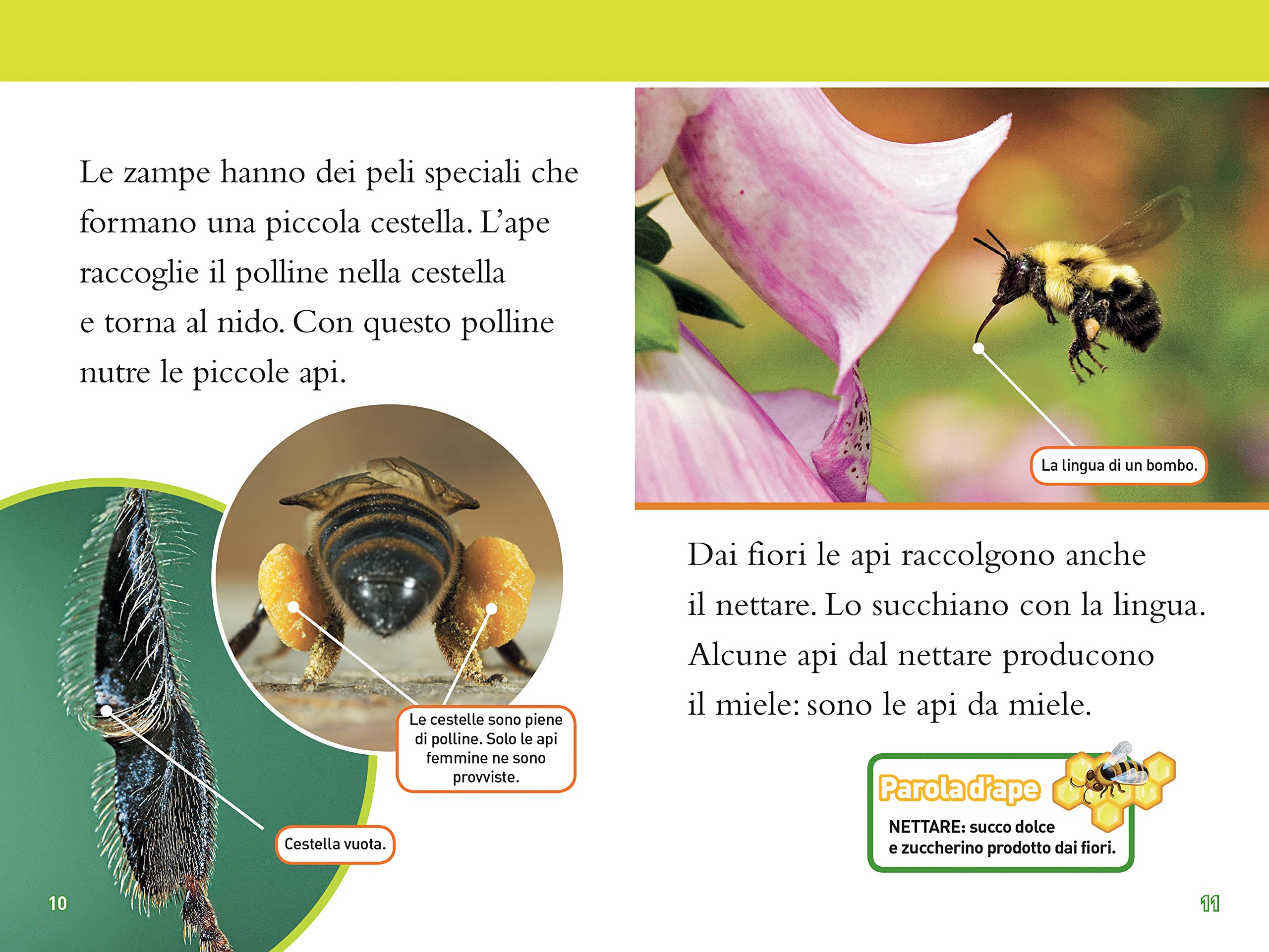 National Geographic Kids – Libri Api. Livello 3. Ediz. a colori