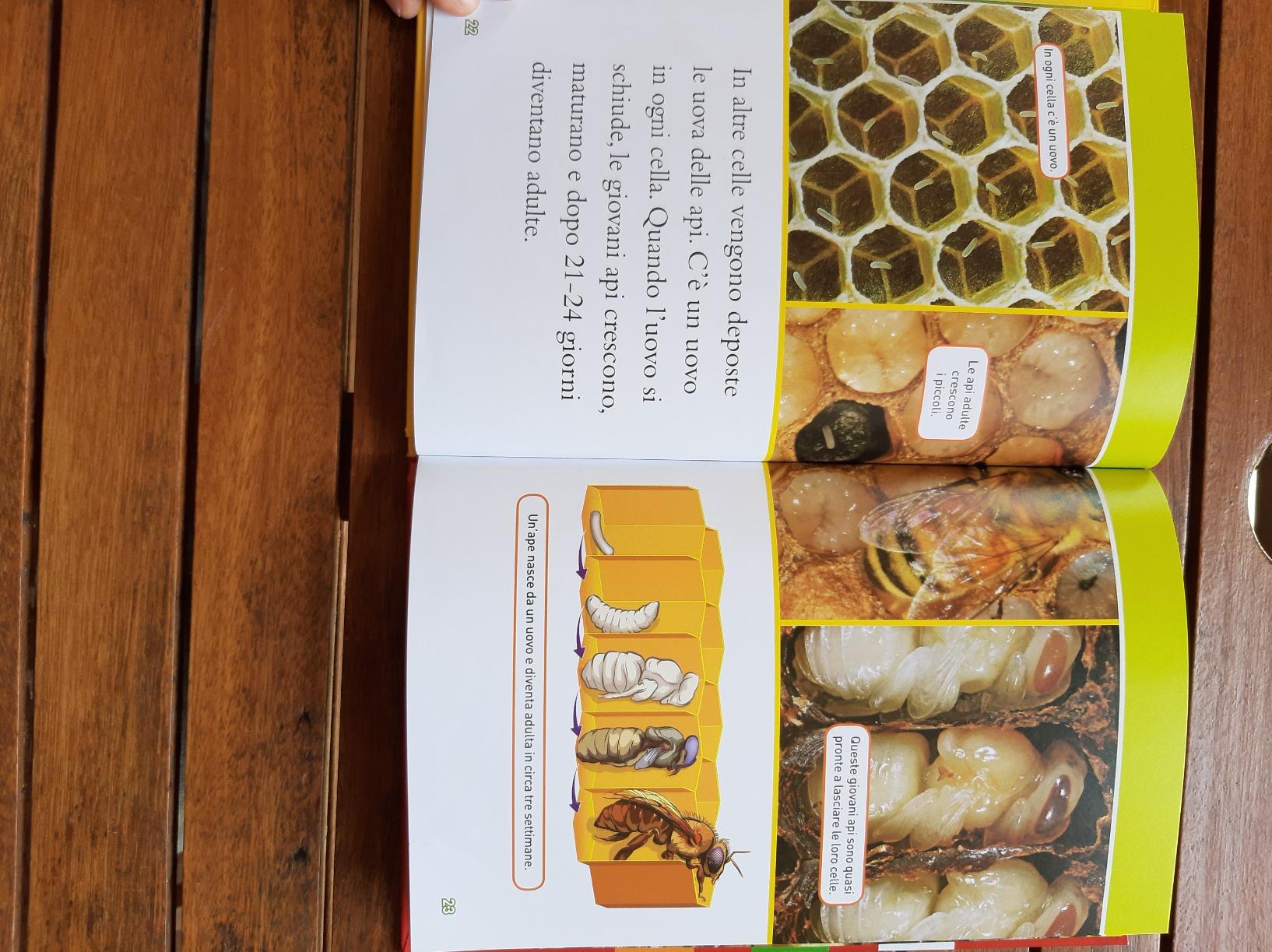 National Geographic Kids – Libri Api. Livello 3. Ediz. a colori
