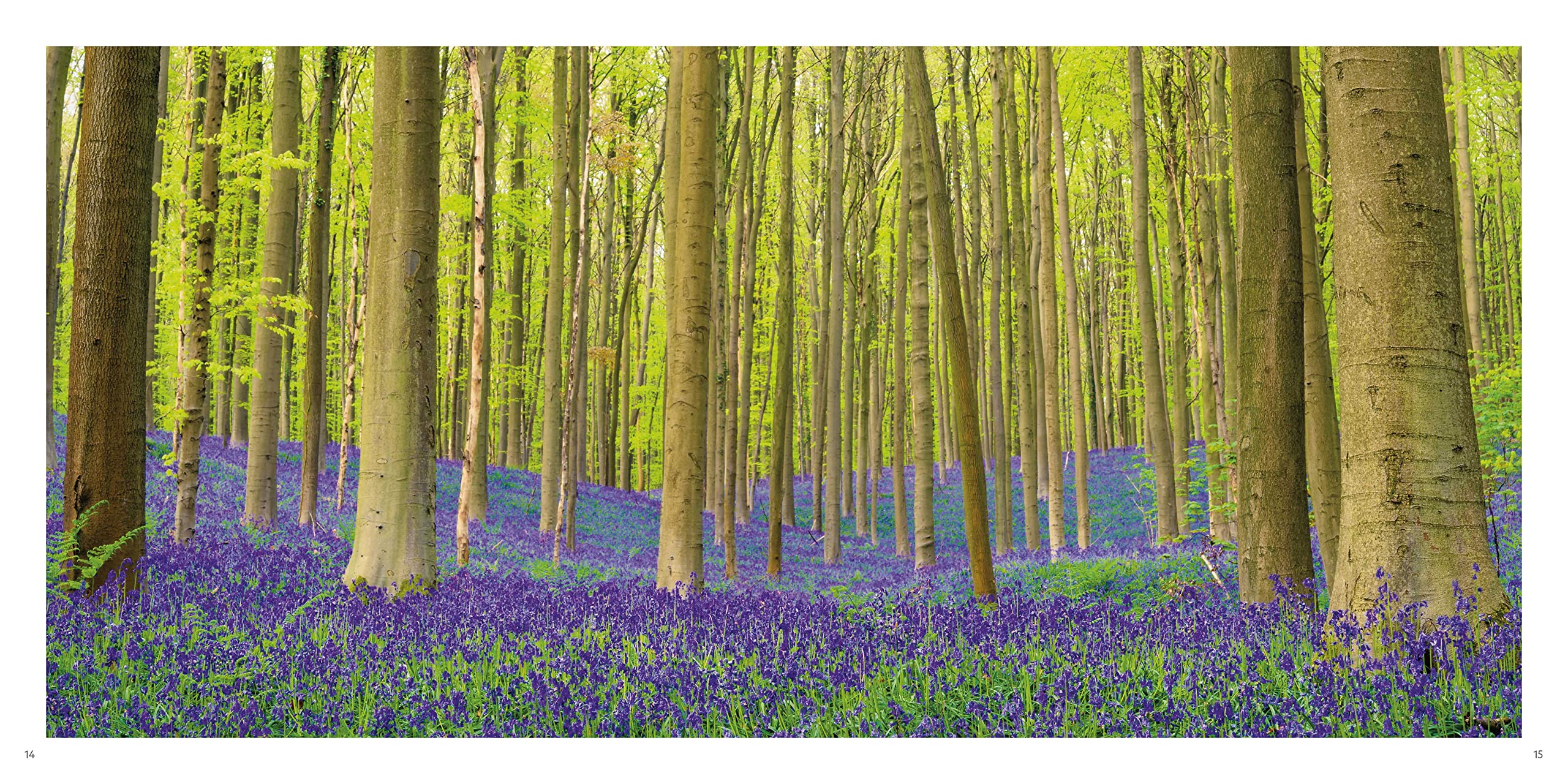 National Geographic Libri Il respiro degli alberi libro sulla foresta