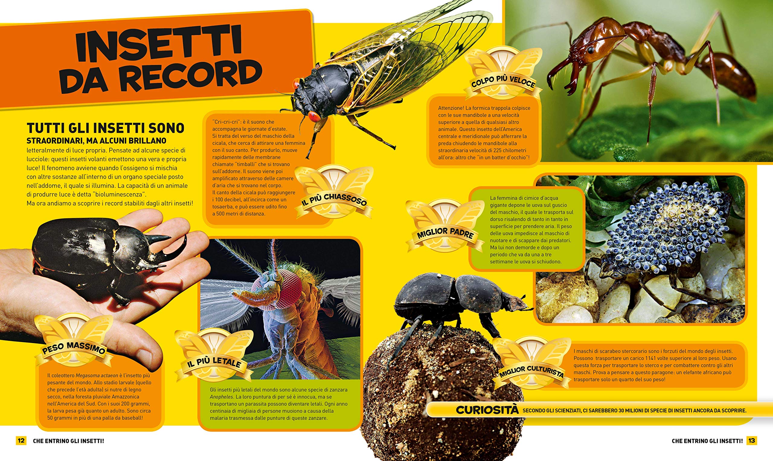 National Geographic Kids – Libri Tutto sugli insetti libro