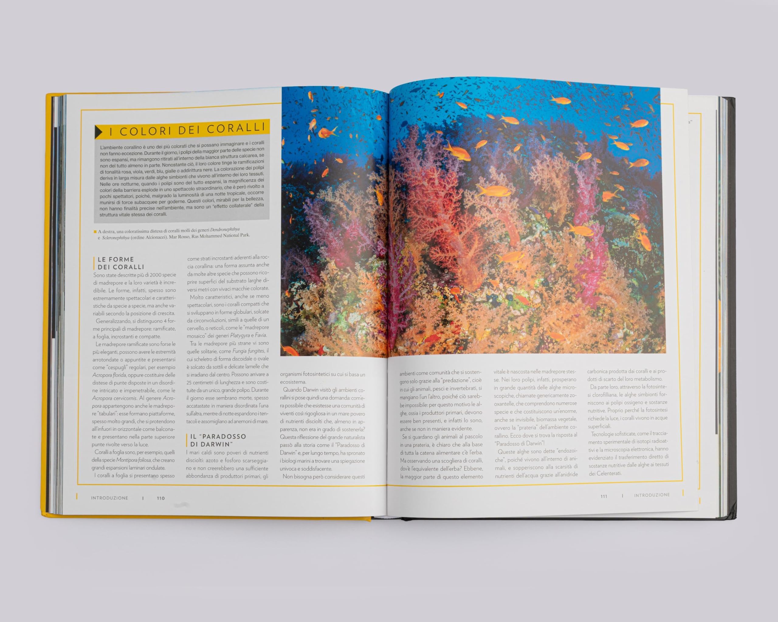 National Geographic Kids – Libri Mari e oceani. Pianeta vivente. Ediz. a colori libro