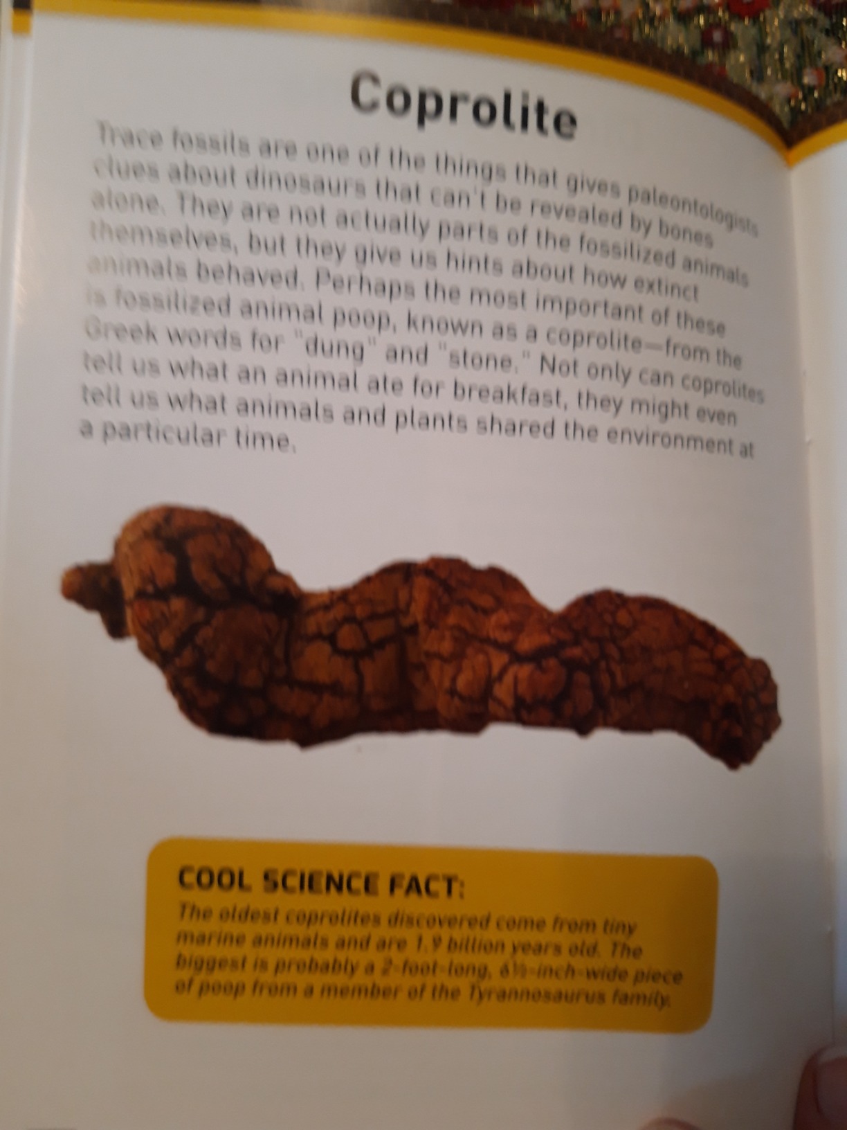 National Geographic Kit scientifici e di scoperta NGSUPERFOS kit di scavo fossili 15 fossili