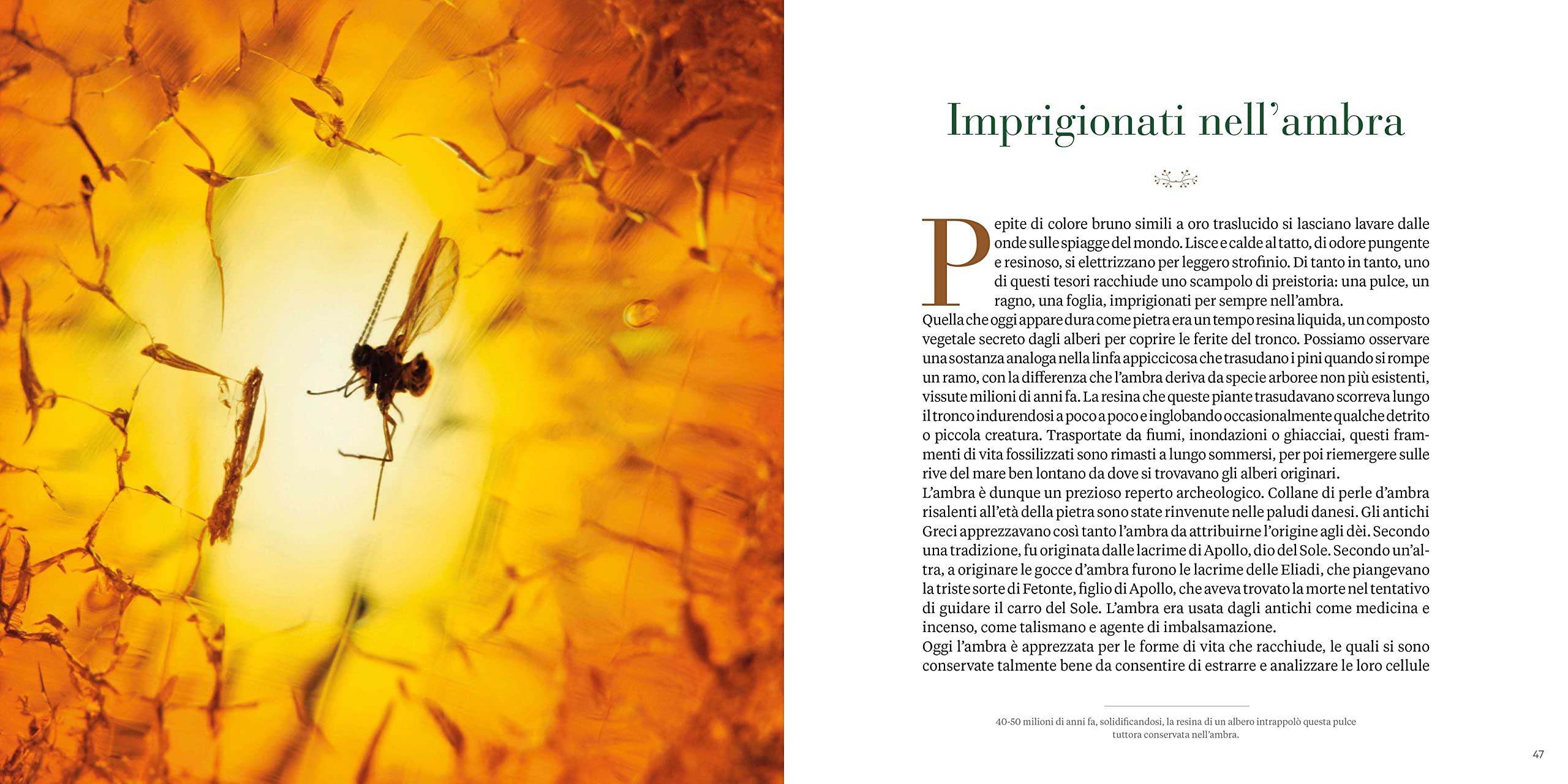 National Geographic Libri Il respiro degli alberi libro sulla foresta